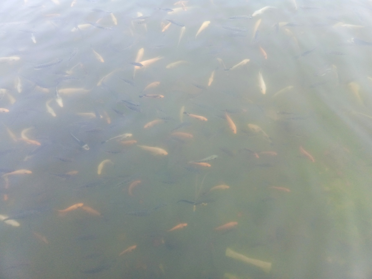 养虾池塘生物繁殖技巧：提高虾产量