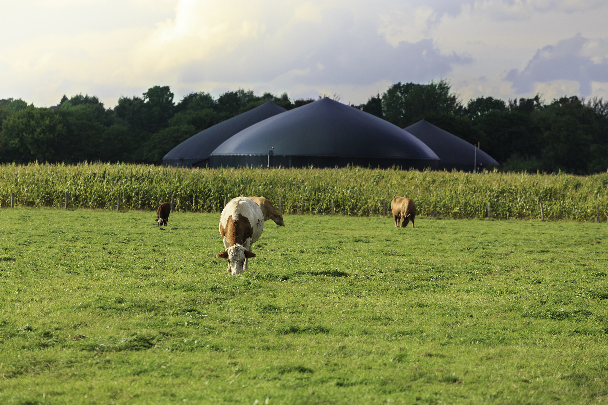 沼气并网发电电表有功总电量193Kwh是怎么计算电量 根据这个数据怎么计算我们发了多少度电
