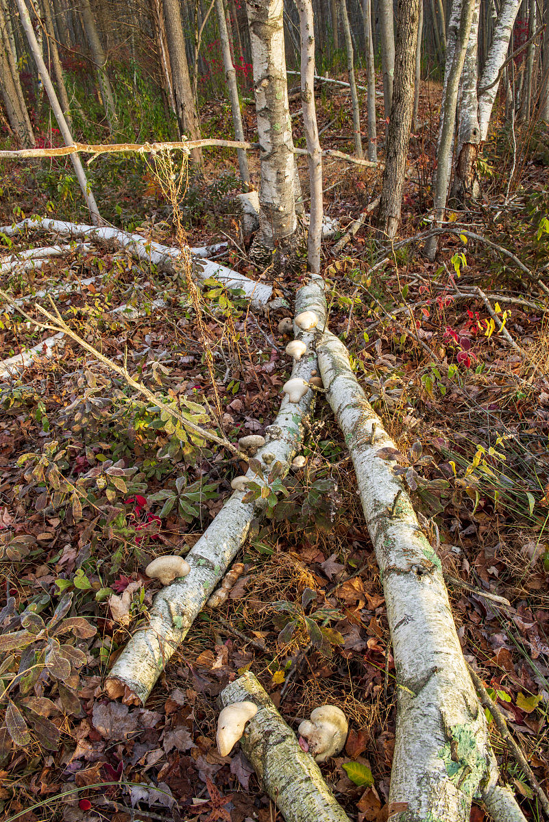 害虫在林业方面存在的问题详细举例说明并有详细的时间和数据显示以及描述是全中国范围的数据汇总
