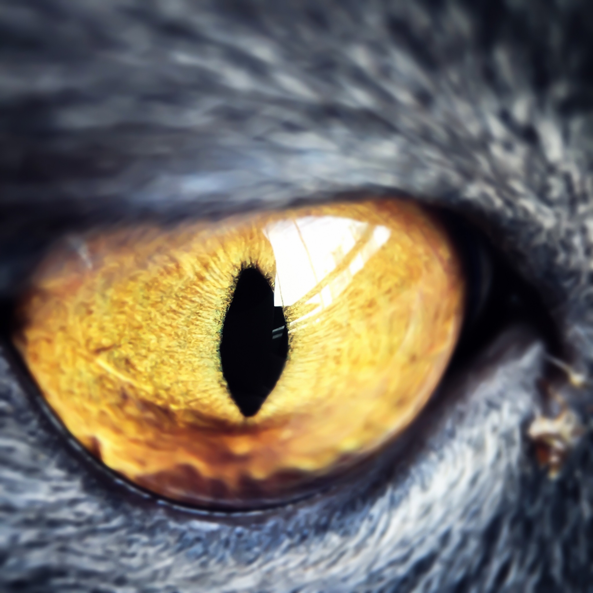 青光眼鉴别诊断：如何区分青光眼和其他眼疾？