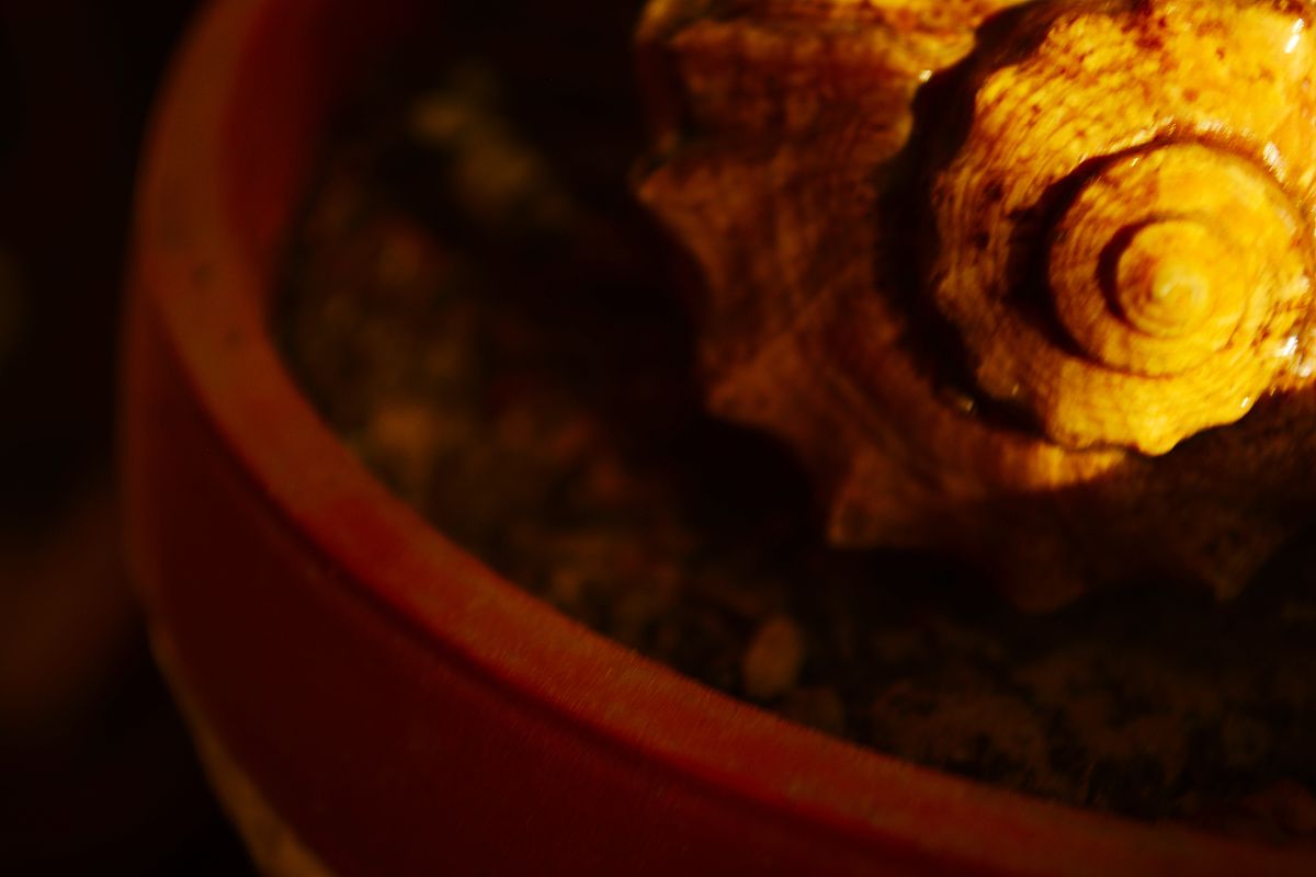 沉香放开水里面煮 多久会失去香味 挥发油多久会 挥发完珍惜友情的金句