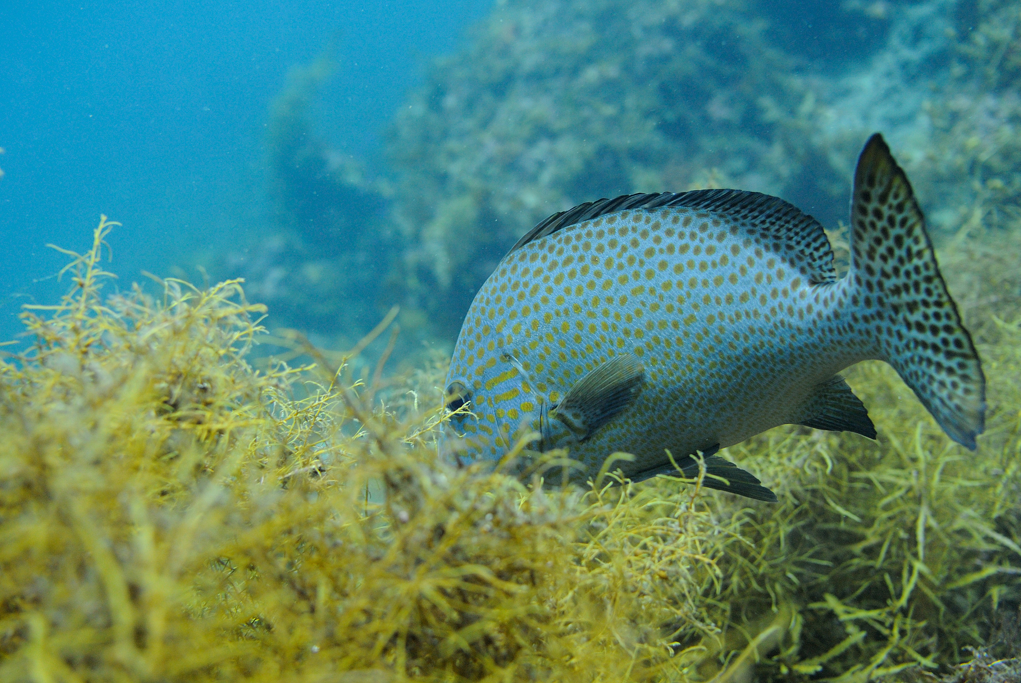 Fish4Knowledge: 海量水下视频和图像数据集，用于研究鱼类行为和生态系统