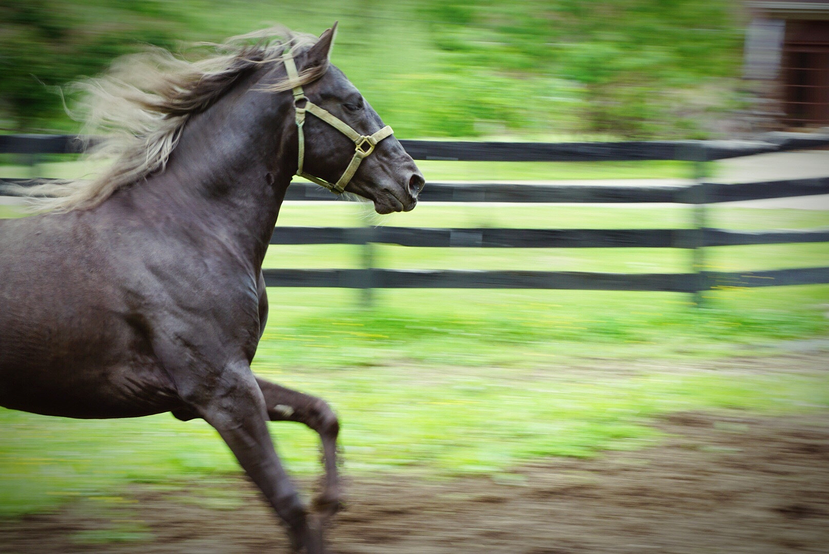 horse running