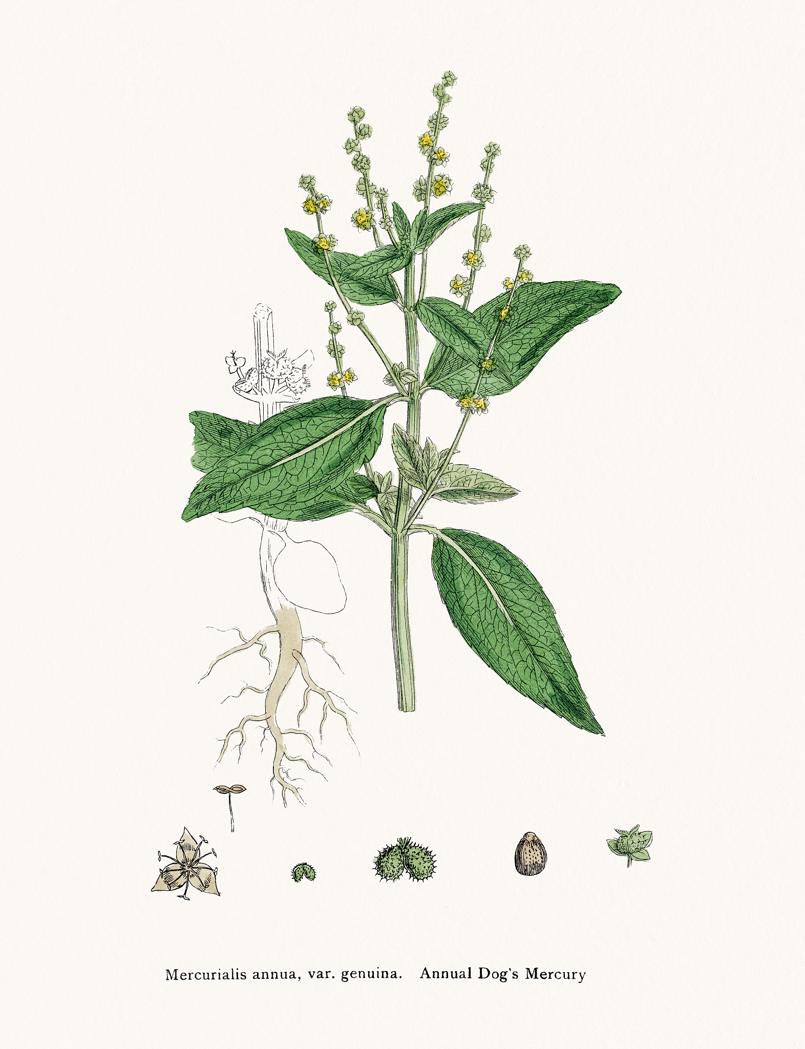 桔梗提取物抗炎功效：类风湿性关节炎治疗新希望