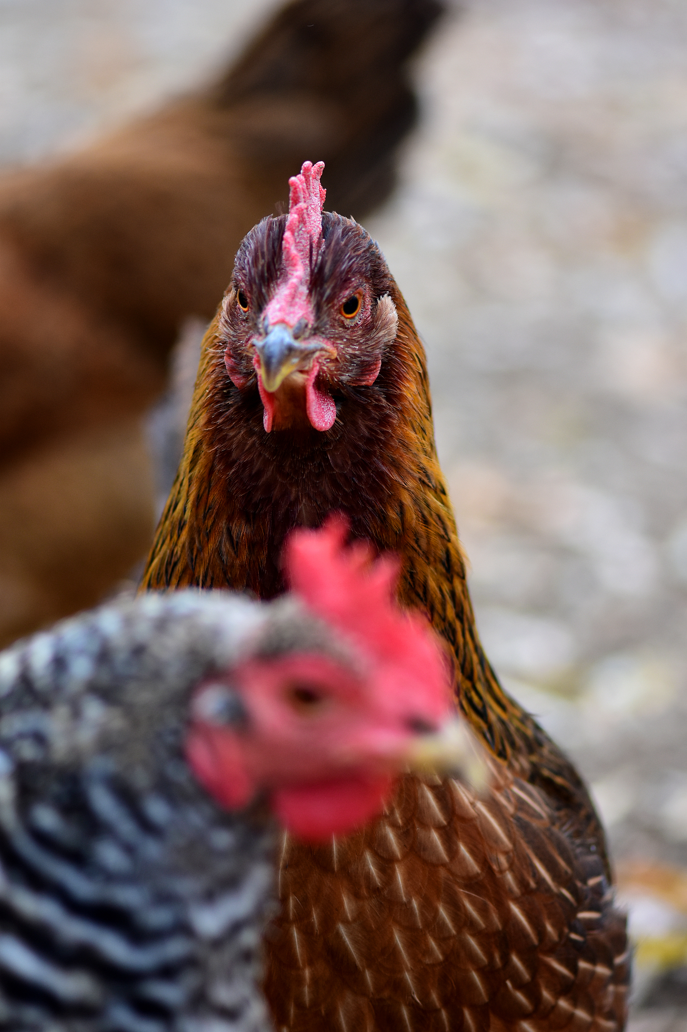 chicken days