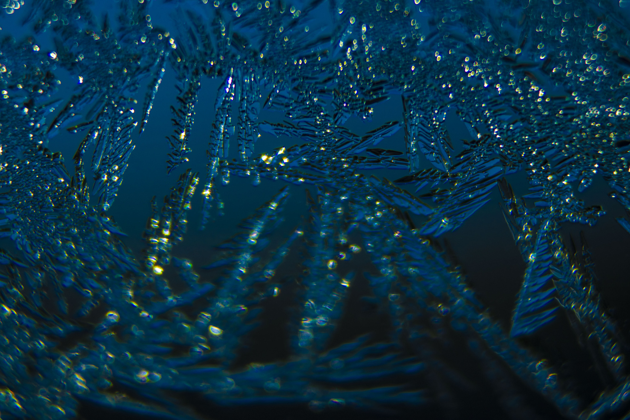 夜光藻属于赤潮吗