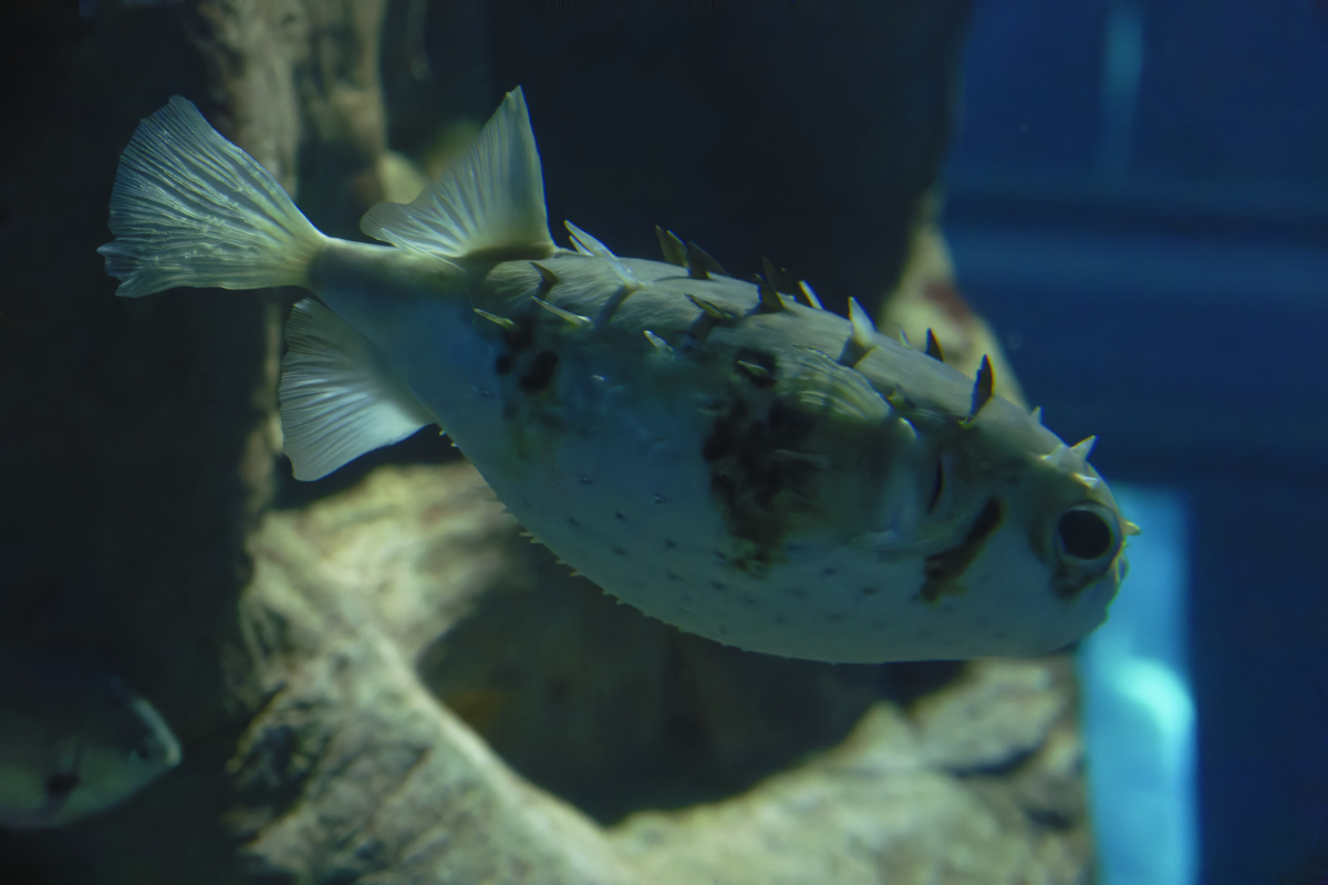 如何判断鱼的年龄？科学家揭秘鱼类年龄鉴定方法