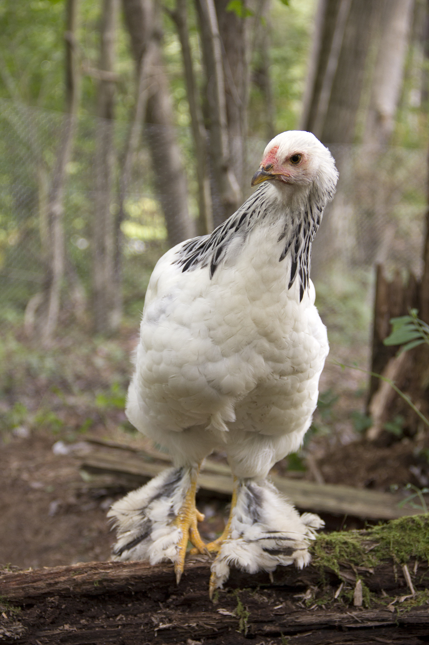有什么话是表达对生活的不屑一顾的