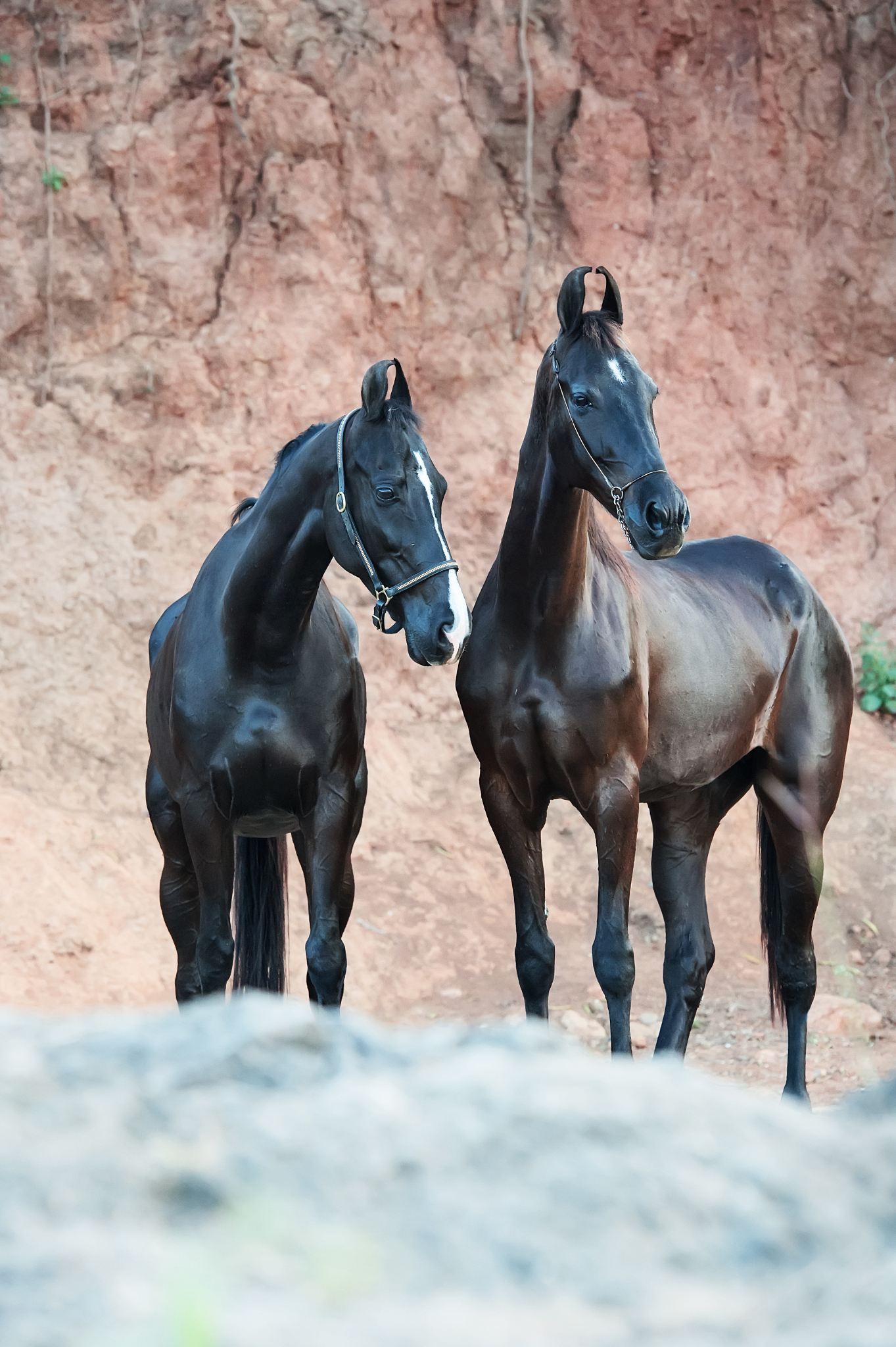 two black beautiful marwari mares posing at rock background