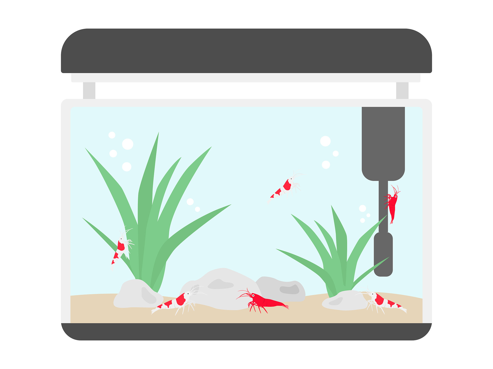 水族箱养水指南：从选箱到养鱼，轻松打造健康水环境