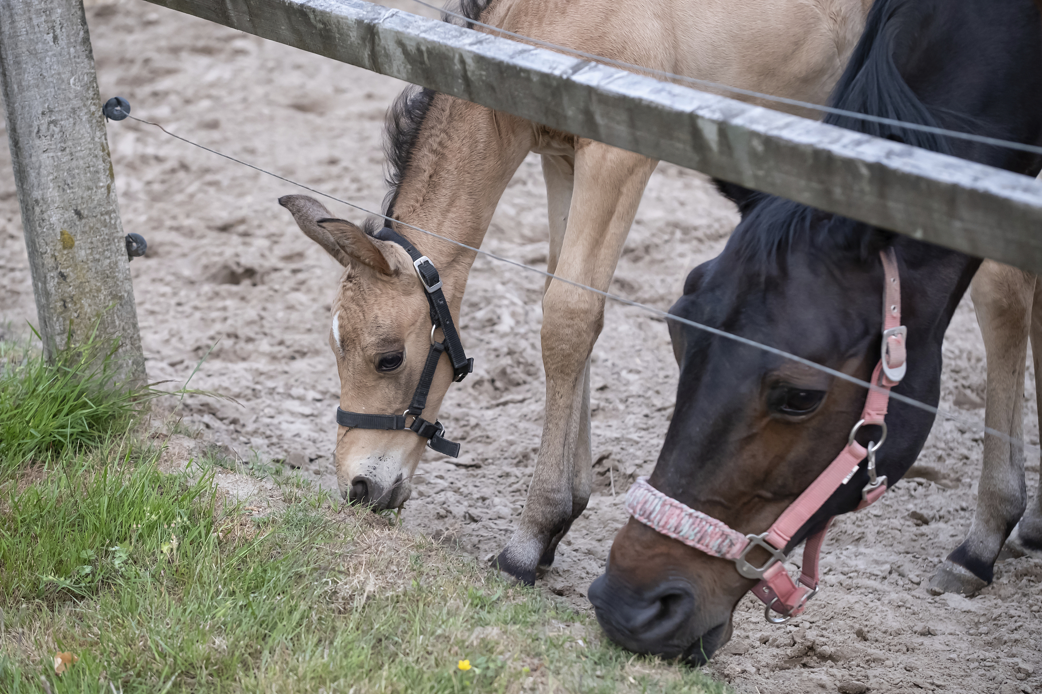 close-up of a small yellow foal, they eat grass, focus on the fo