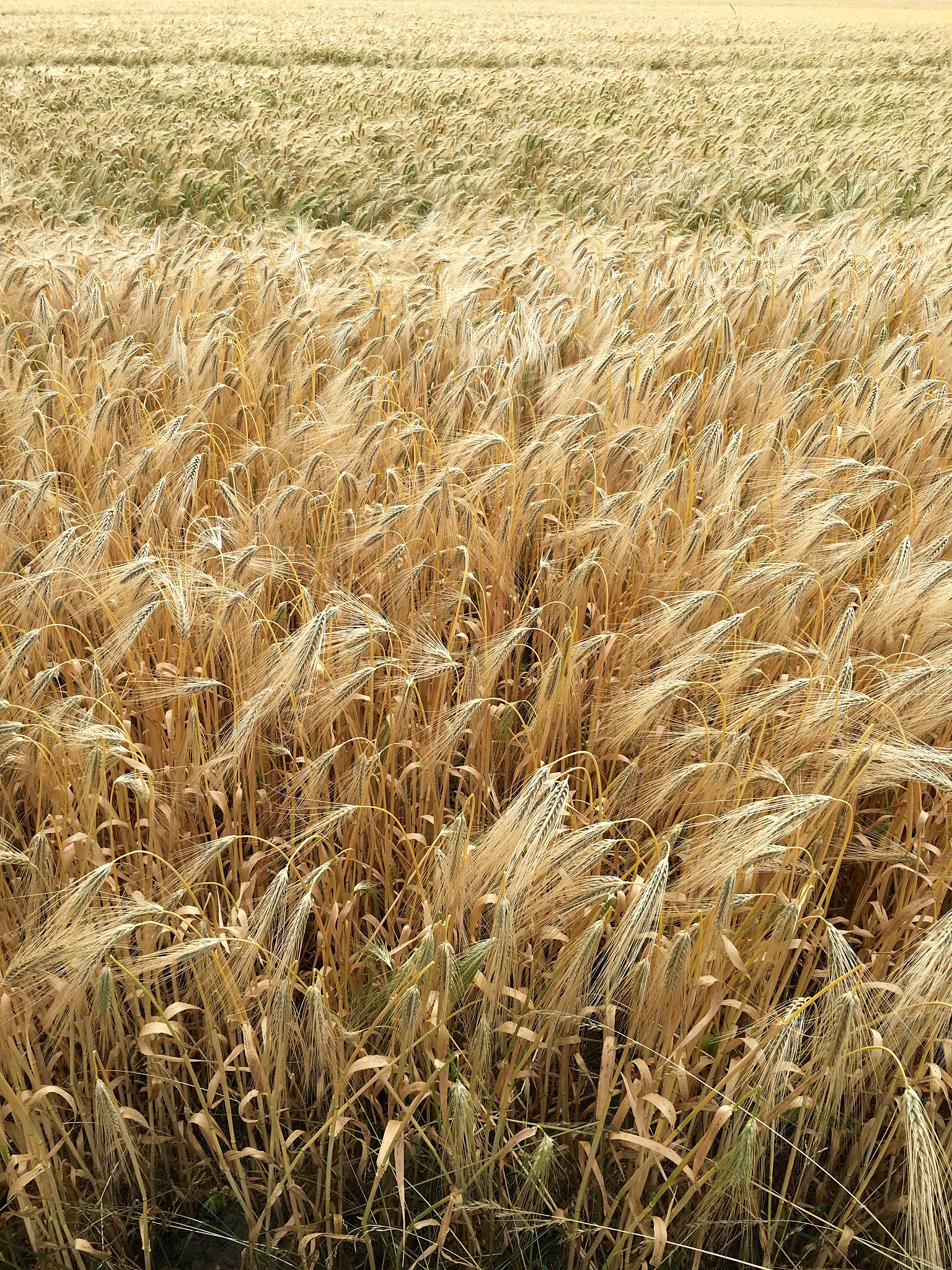 admin name iso_a3 sets Barley BarleyWinter Cassava Cotton Groundnuts Maize2 Maize Millet Oats1 Afghanistan Afghanistan AFG harvest 2105 950 2880 3120 2775 NA 2930