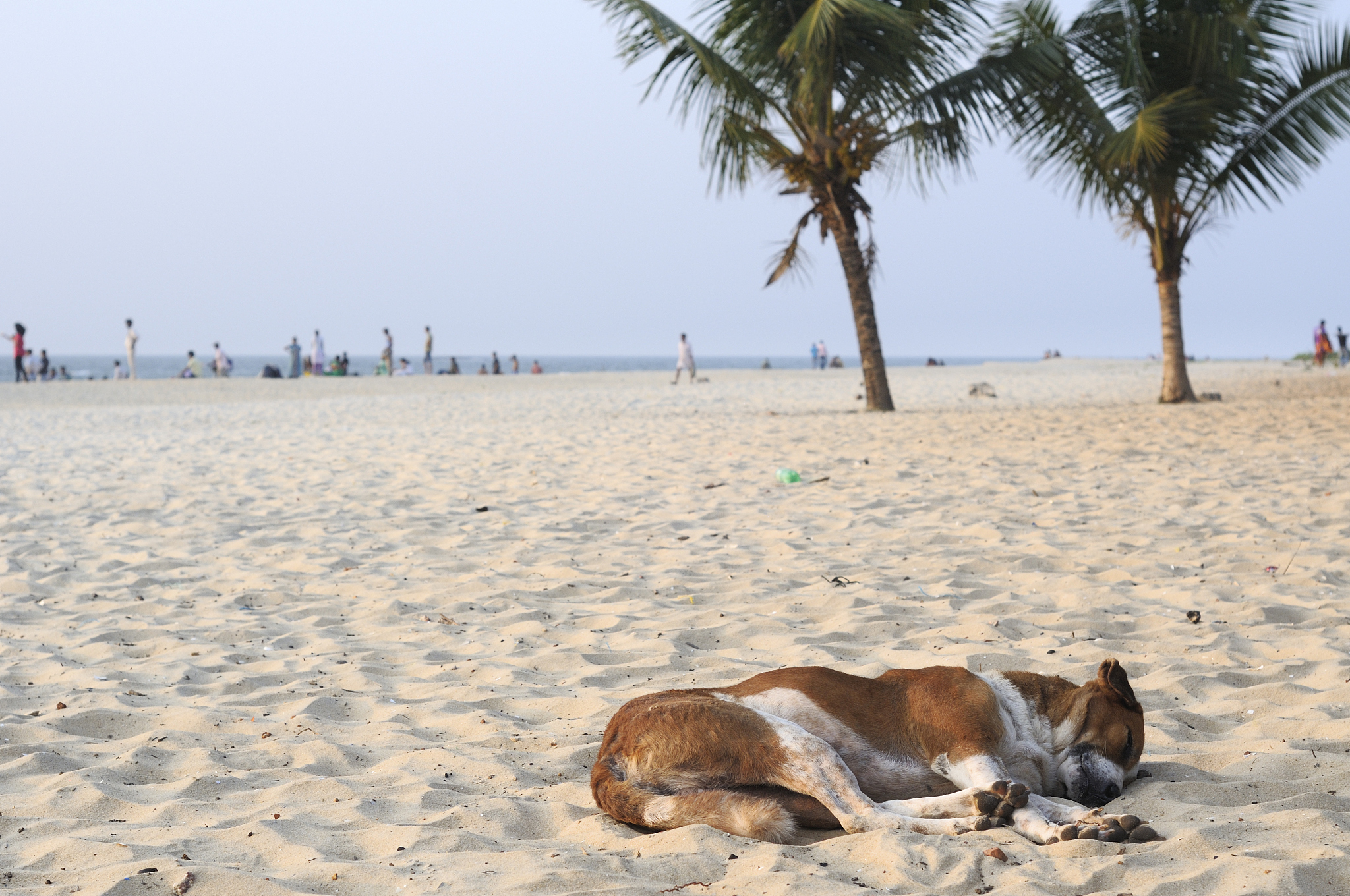 女主角为九爪鱼在厦门邂逅本地男的爱情故事字数