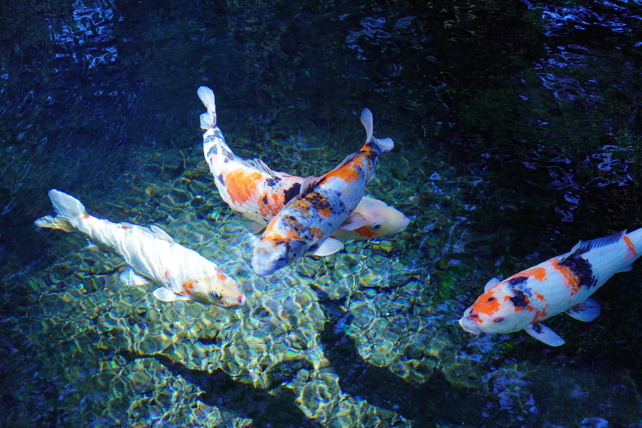 carp in pond park who swims gracefully in the water of a beautif