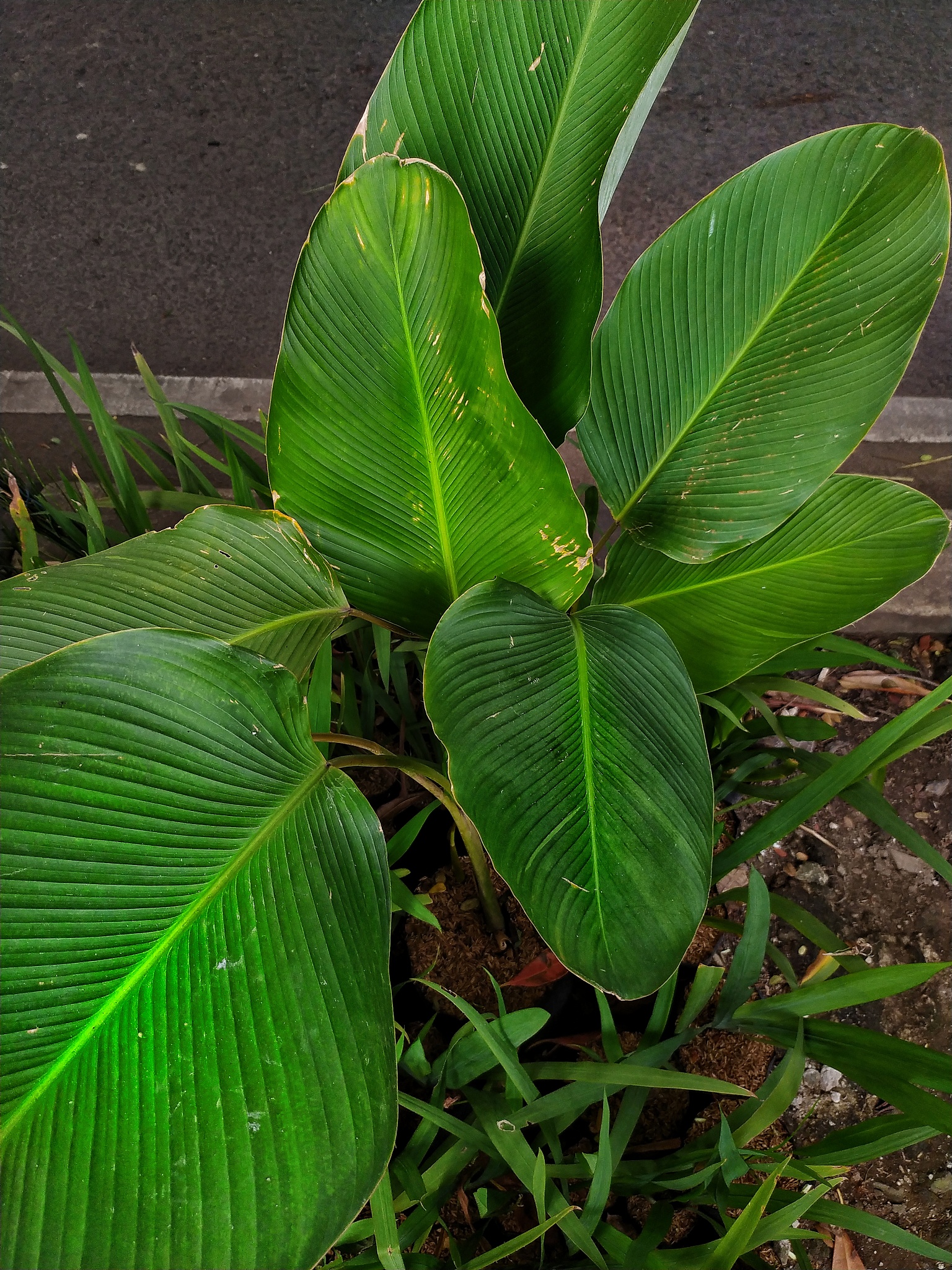 beautiful large leaves