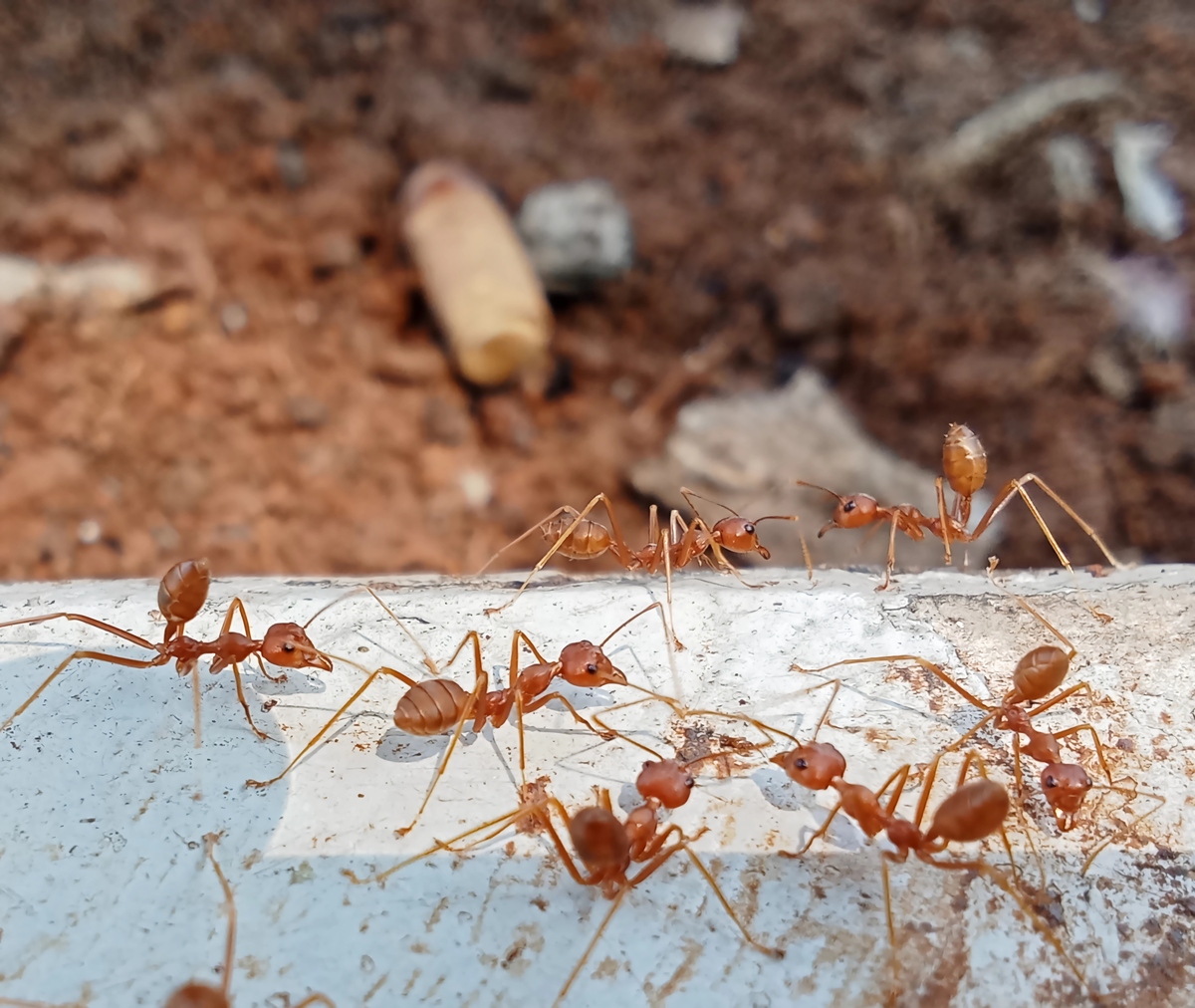 蚂蚁和蝴蝶搬运鸡蛋的温馨画面