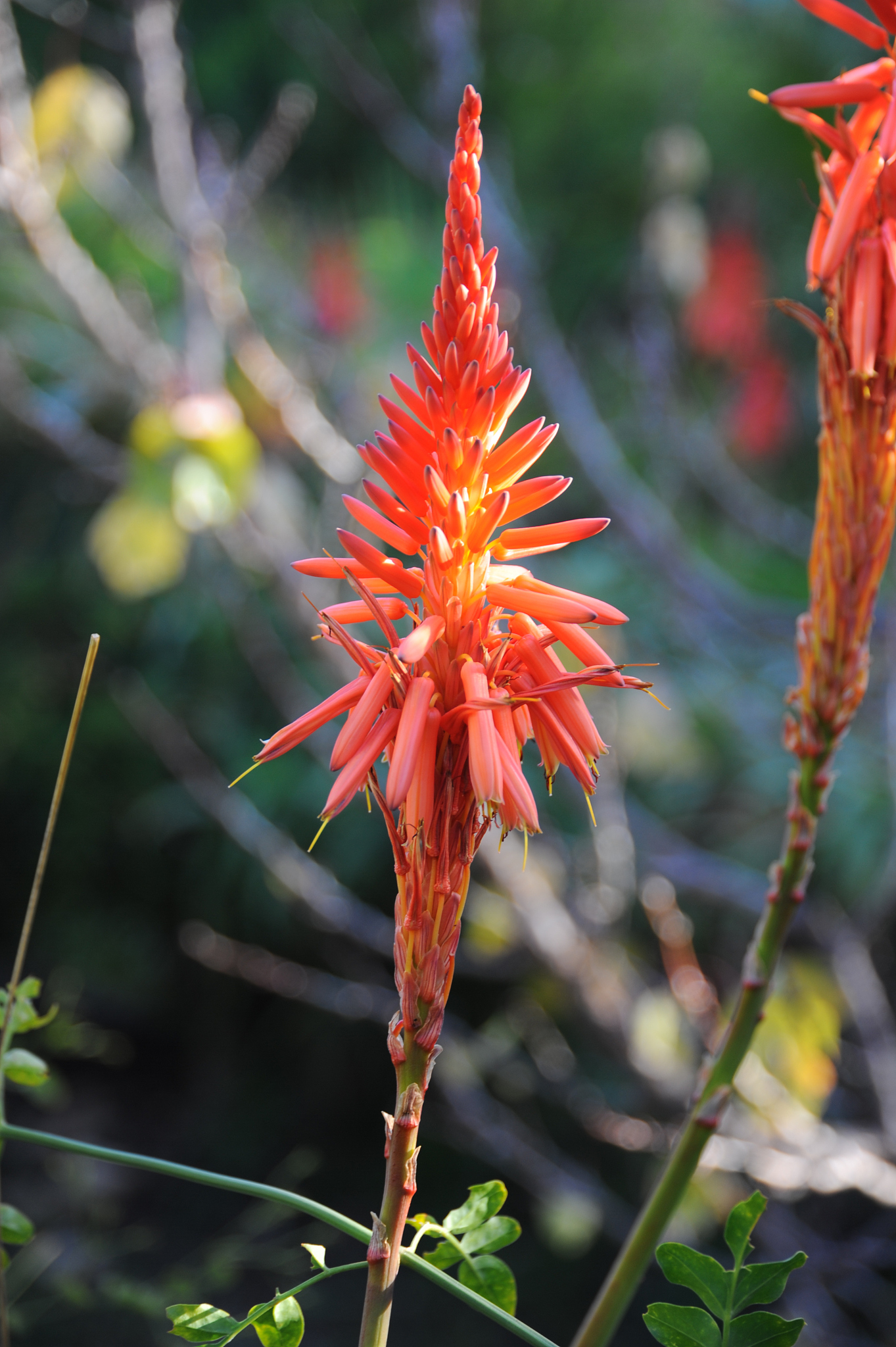 aloe in blüte, rot, spanien