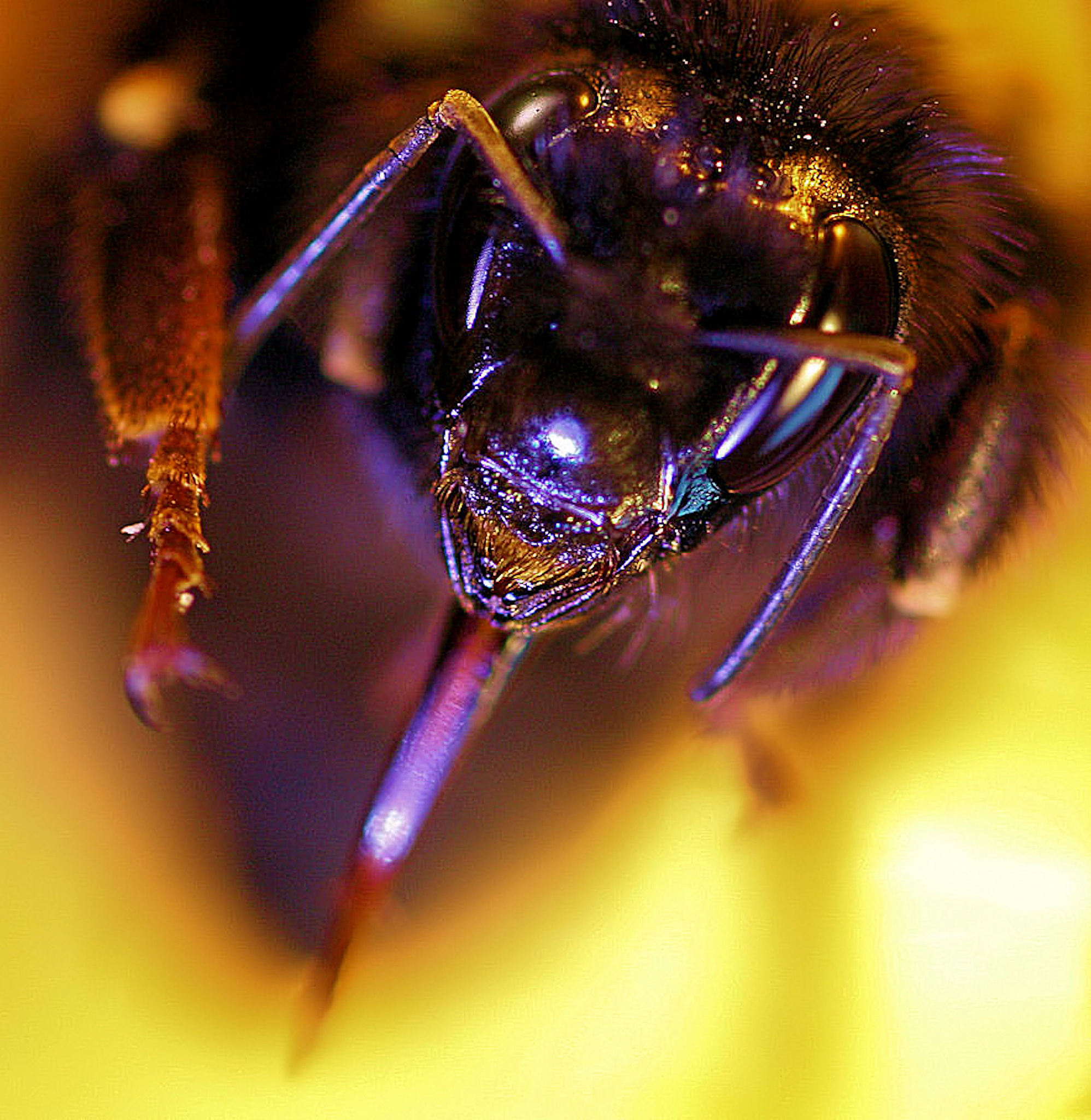 bee