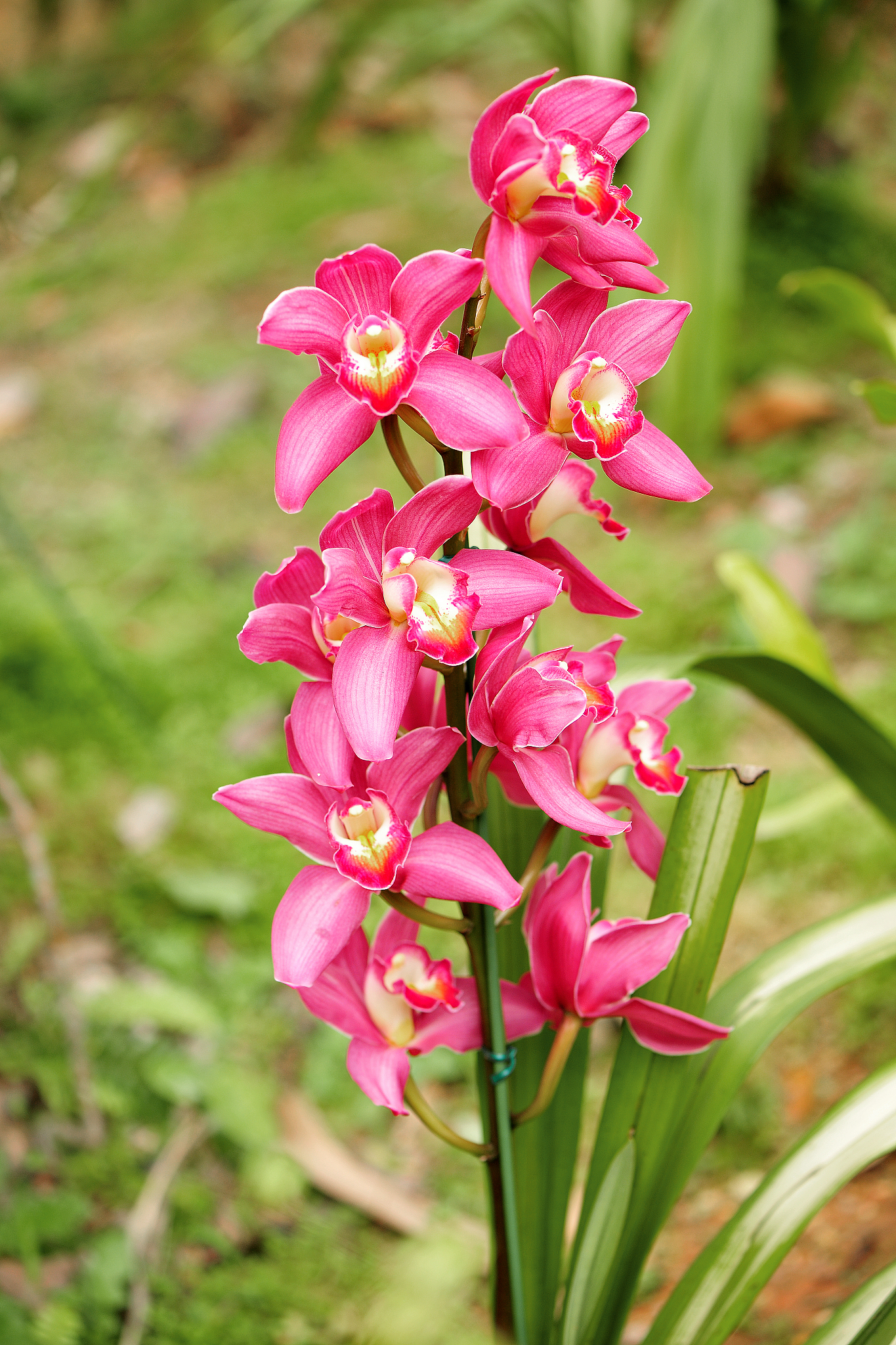 大花蕙兰同一苗草只能开一次花吗