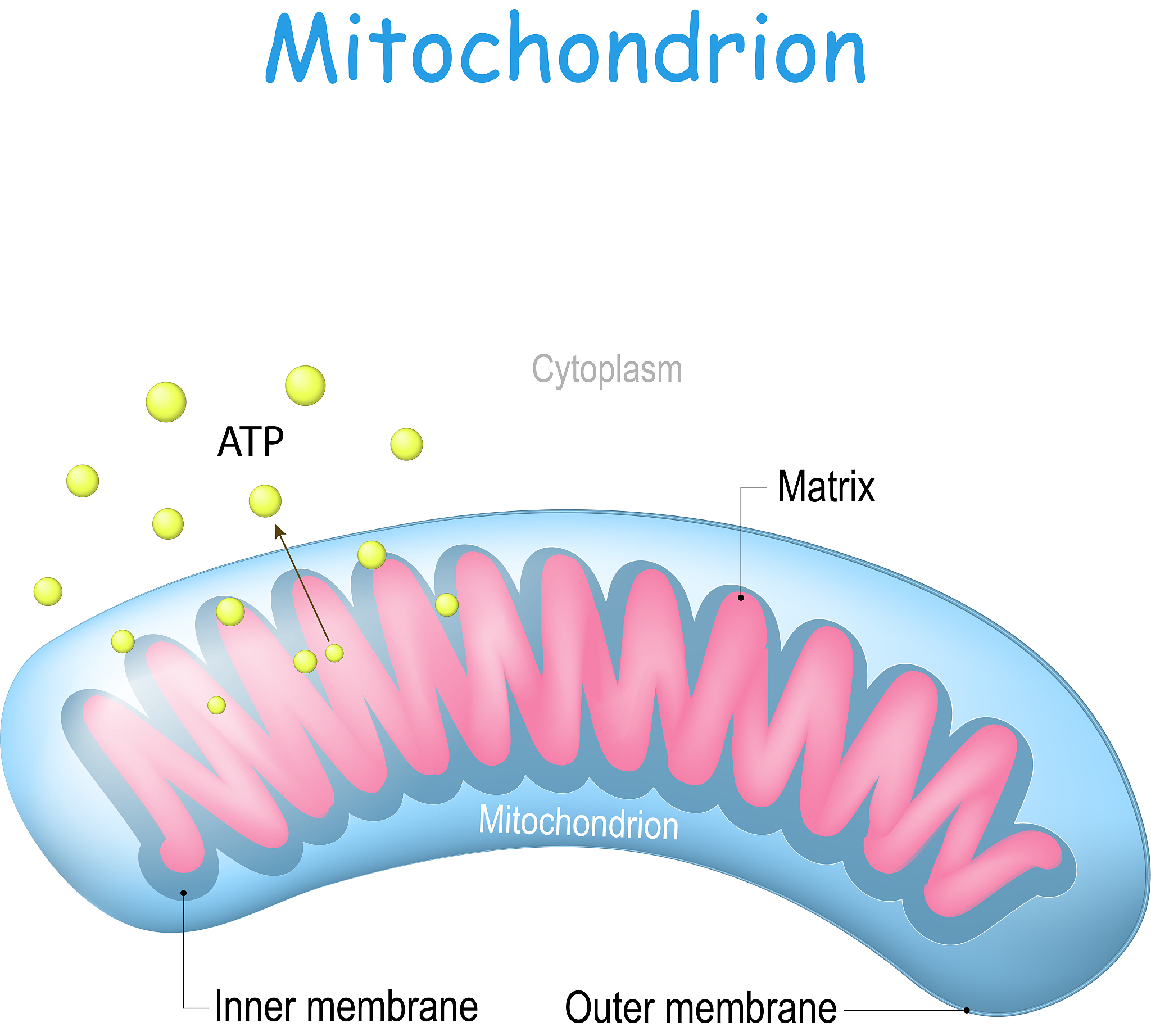 httpsdoiorg101038s41586-020-2475-6这篇文章有没有讲到线粒体复合物3对肿瘤or癌症的影响涉及到的原文具体内容是什么