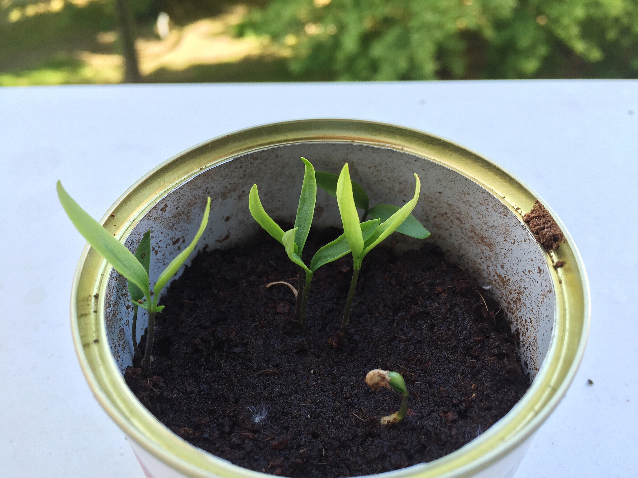 光照强度对空心菜生长影响的实验研究