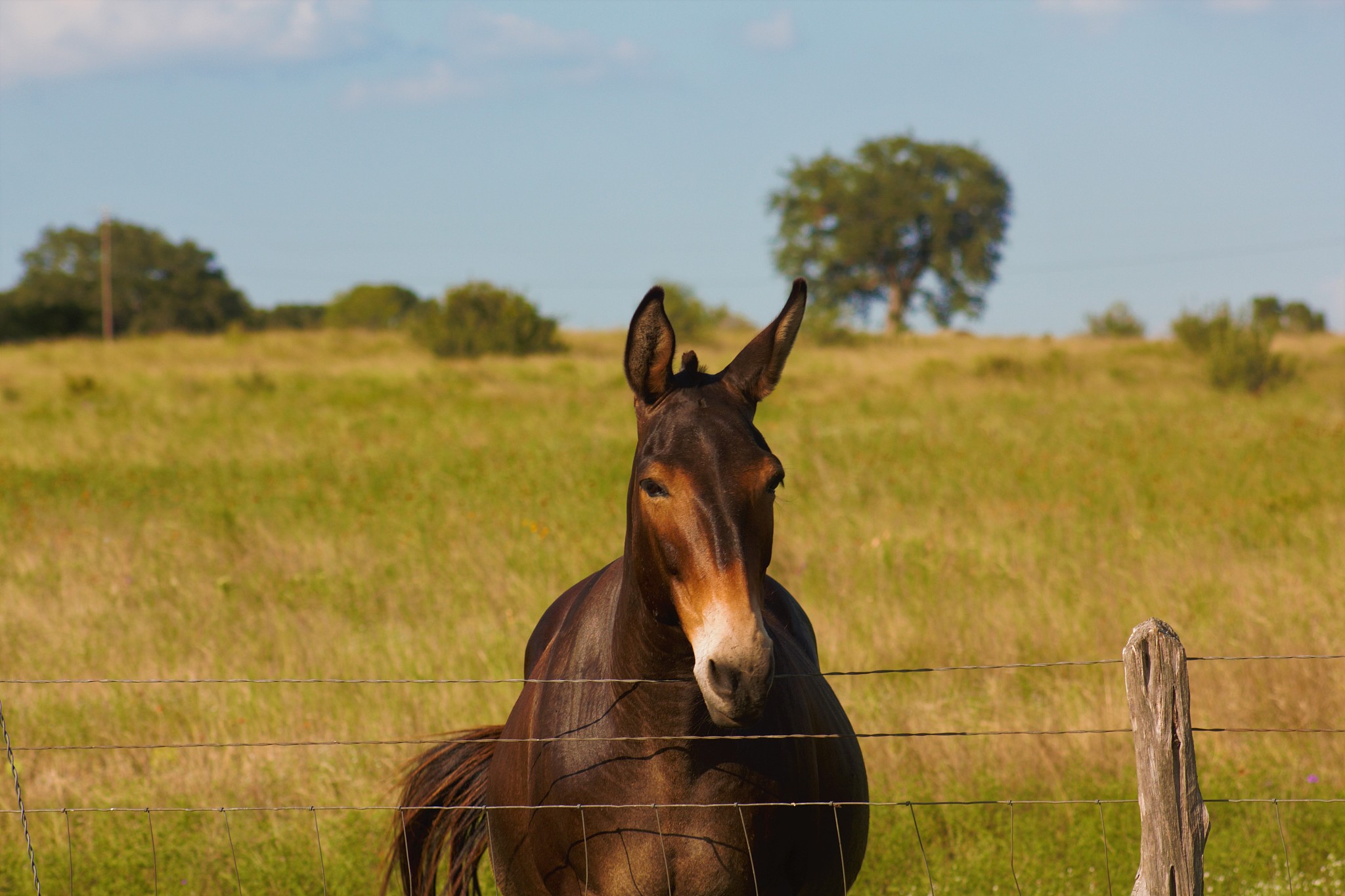 tranquil horse