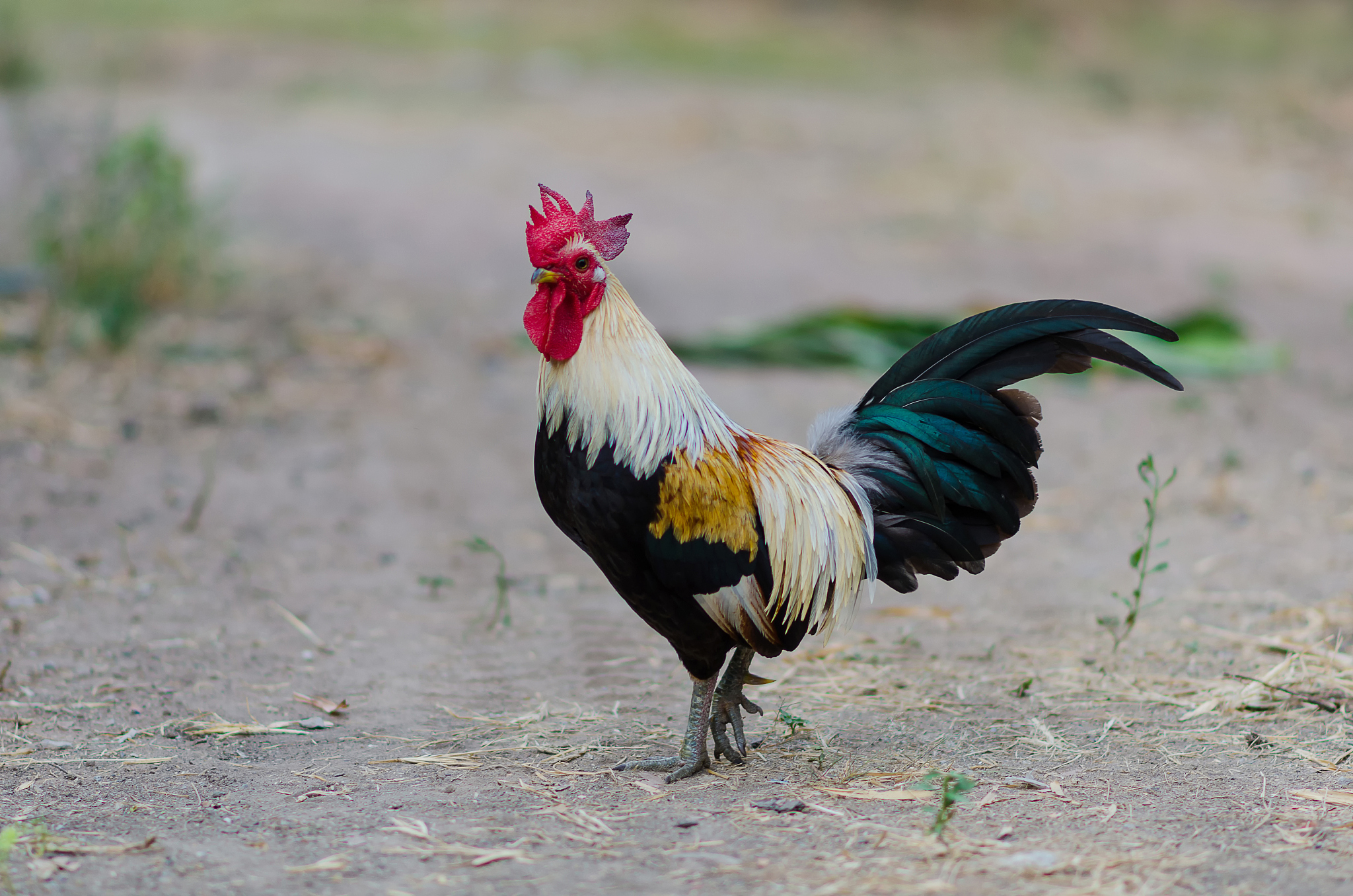 bantams are popular in thailand animal feed.