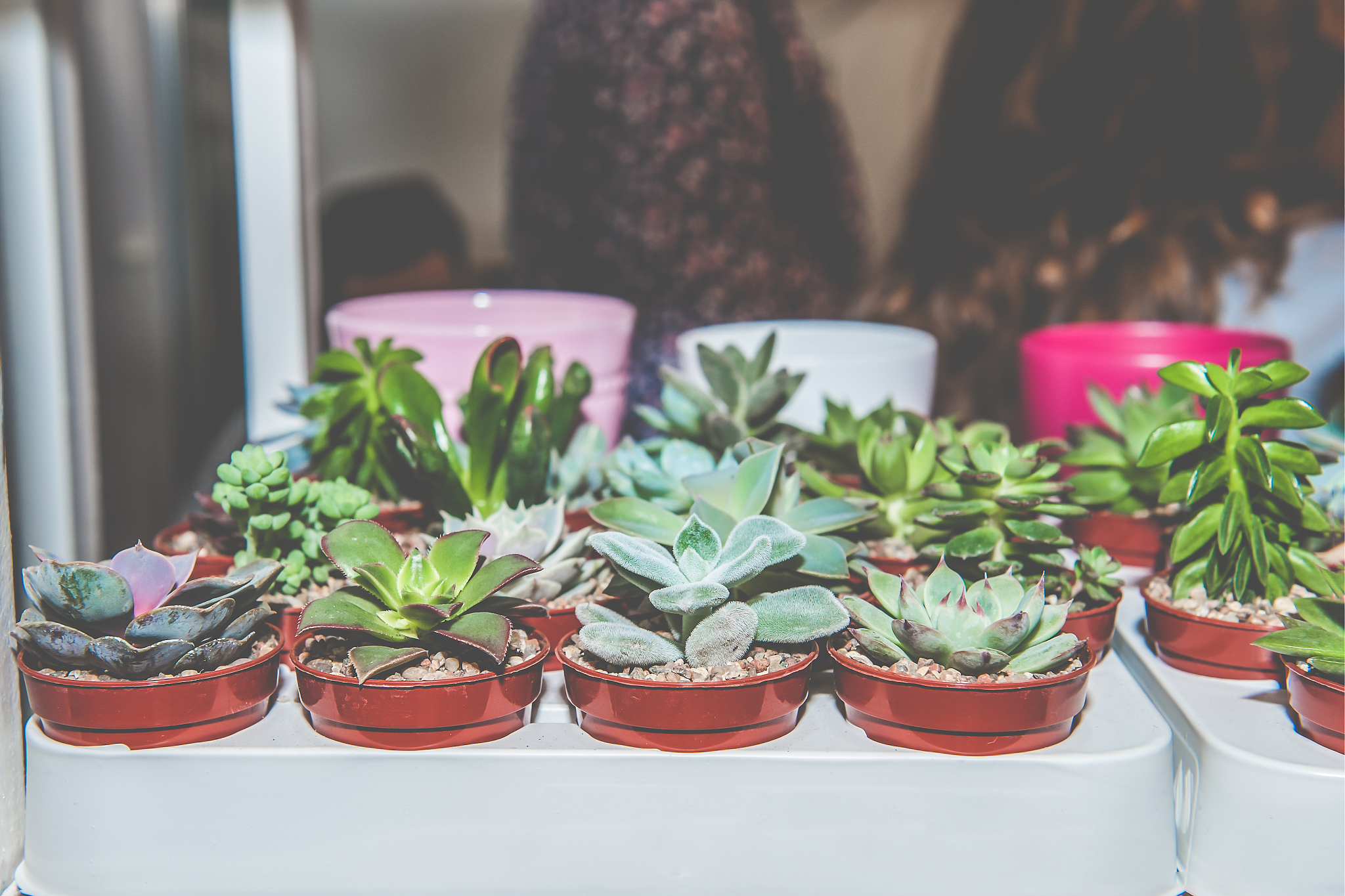 seedlings of different types of succulents in plastic black pots