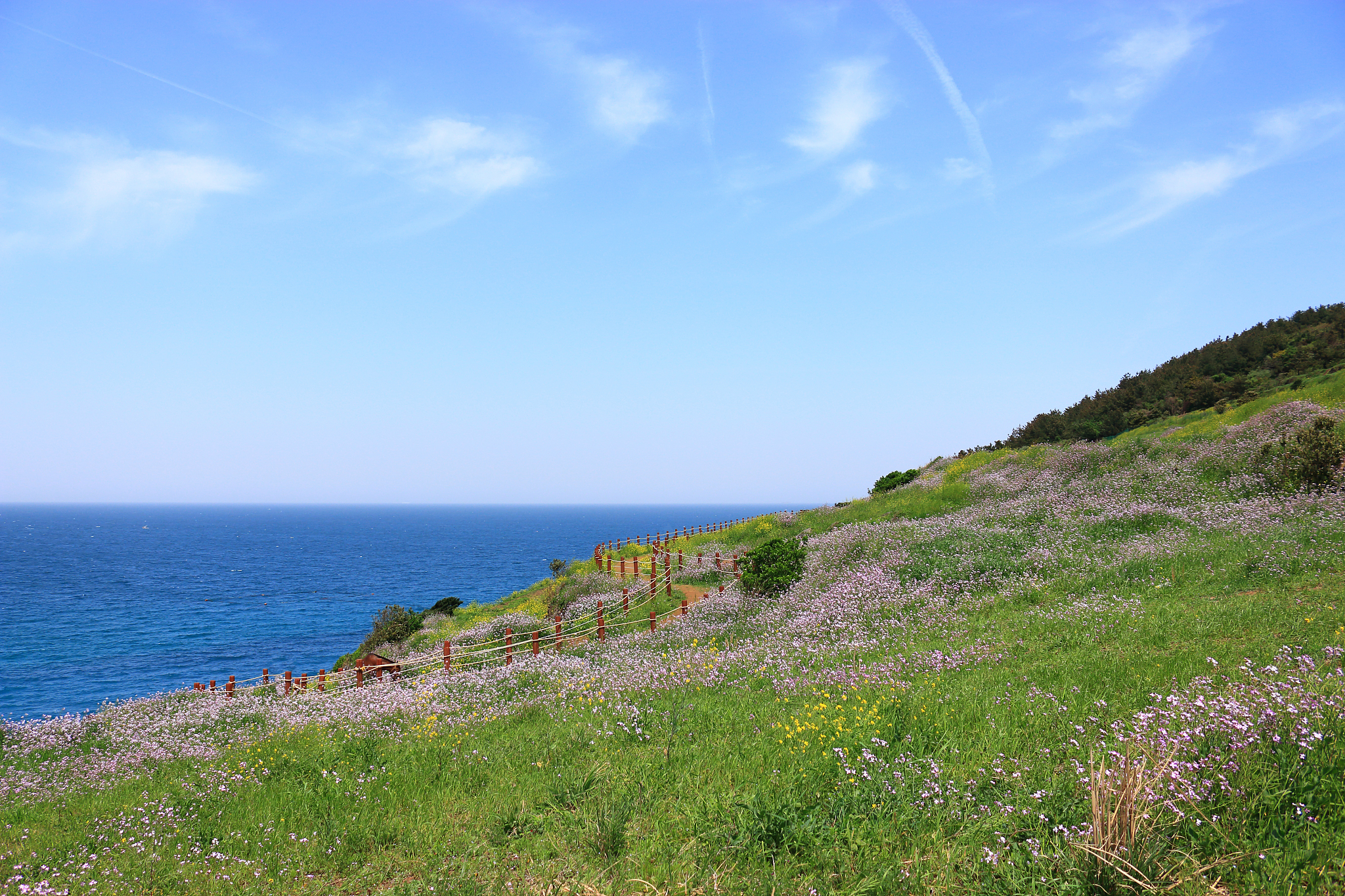 hamdeok beach, west wu bong, wildflower, flower, beach,