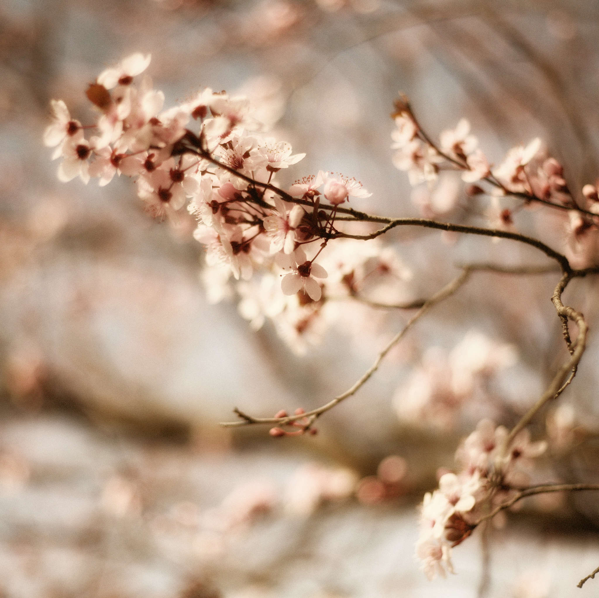 用诗雨写一句诗词：花落繁枝，思念湿润心灵