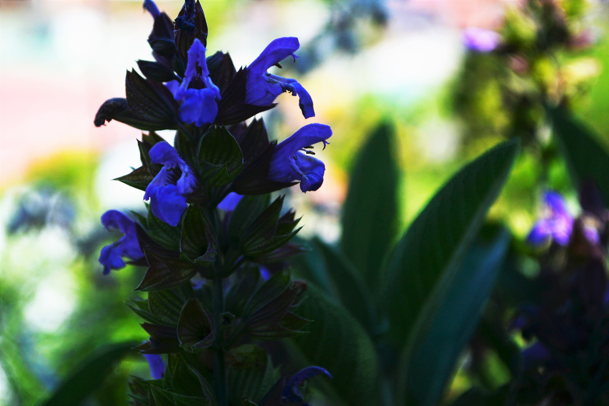 erbe aromatiche, salvia