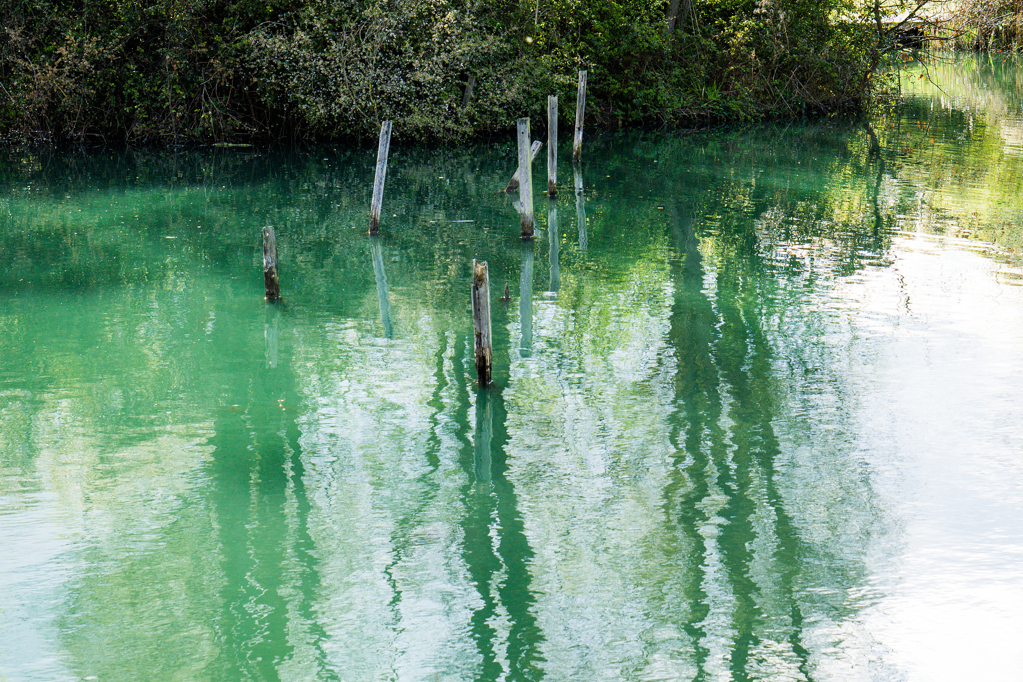 reflection of trees in water