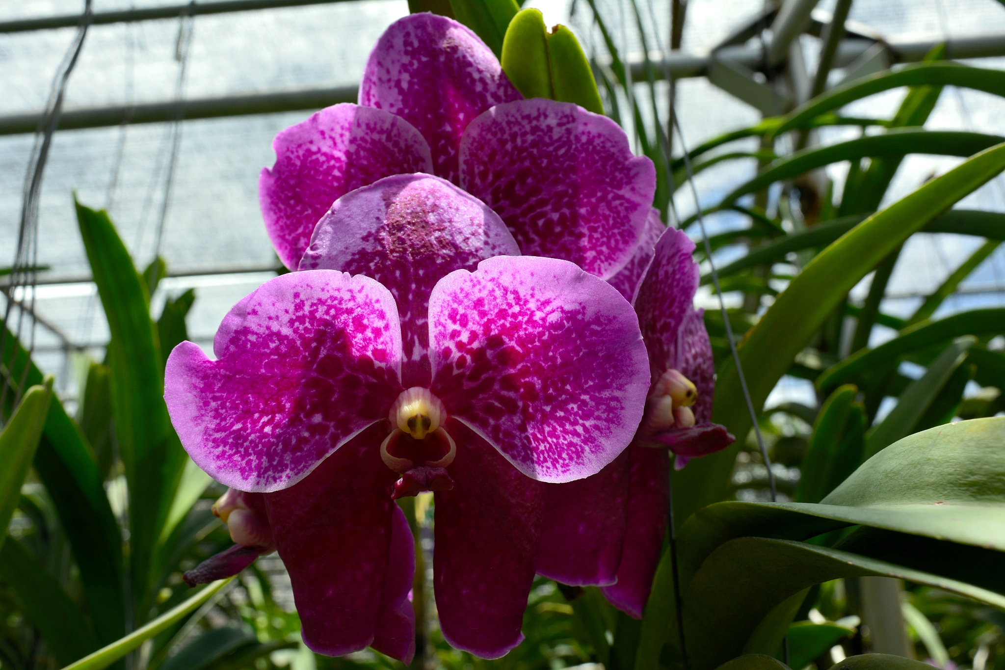 orchid garden