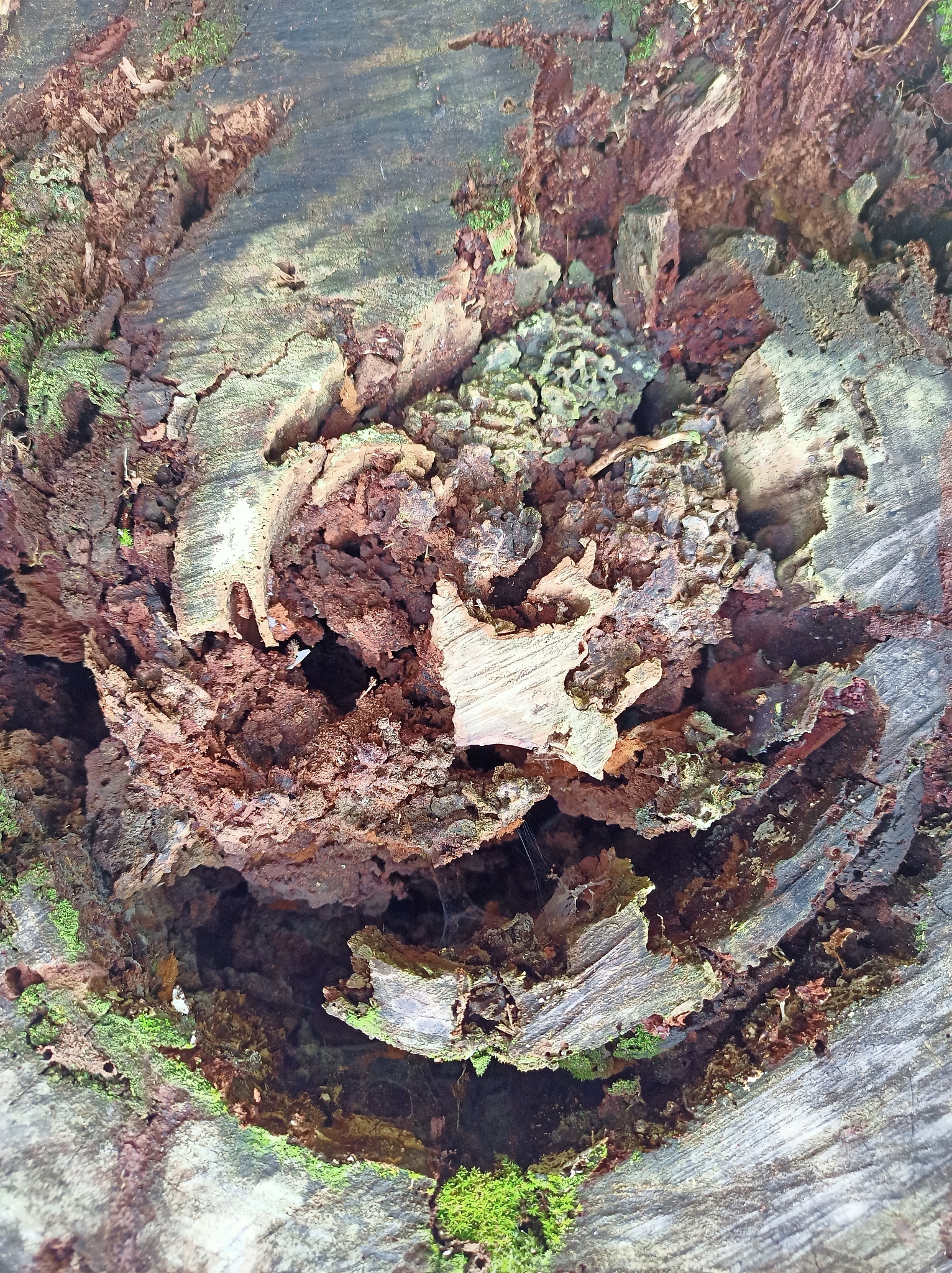 sebutkan pohon yang dapat tumbuh tinggi sebutkan pohon yang dapat tumbuh tinggi