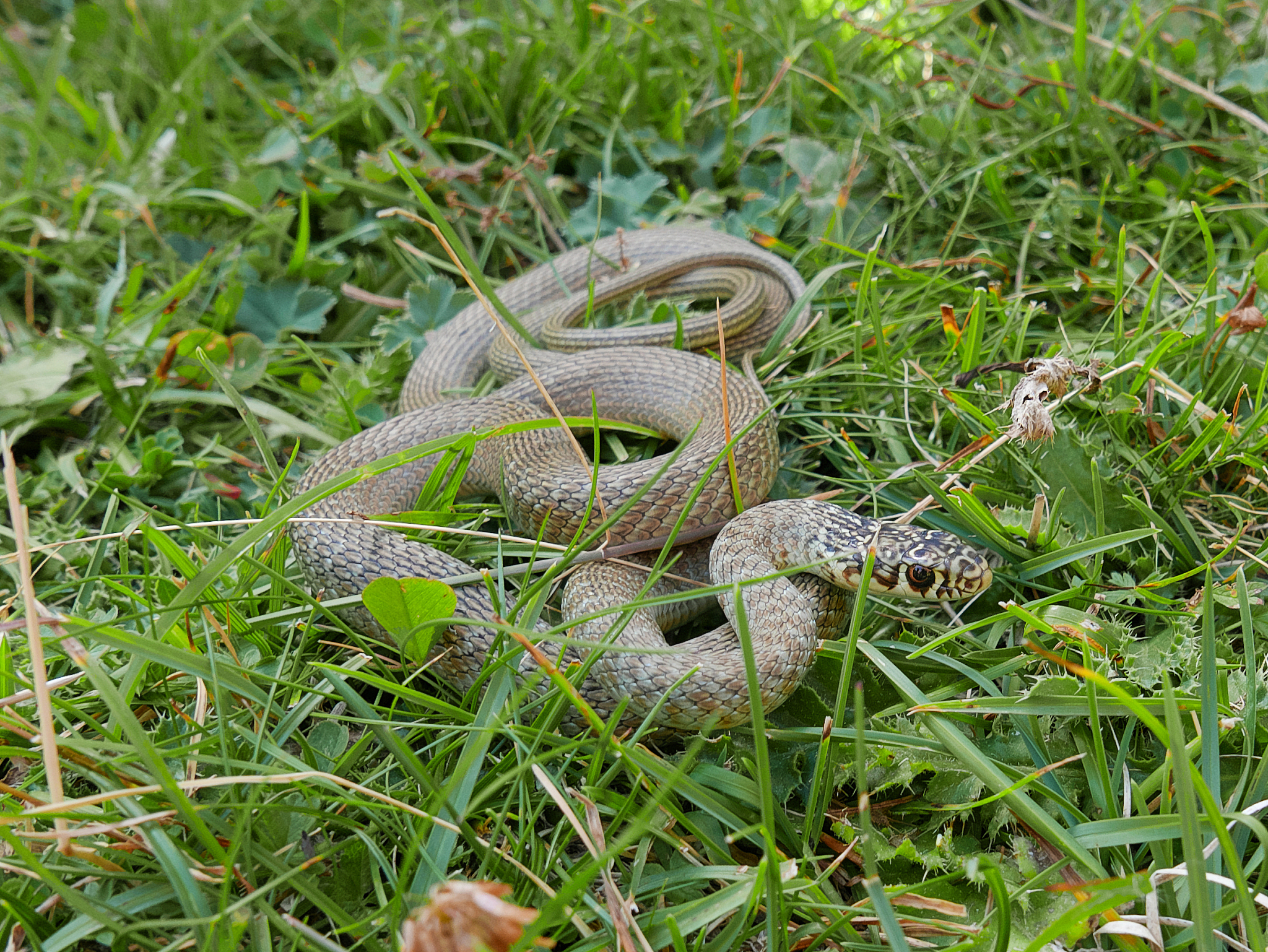 closeup photography of the snake hierophis viridiflavus, the gre