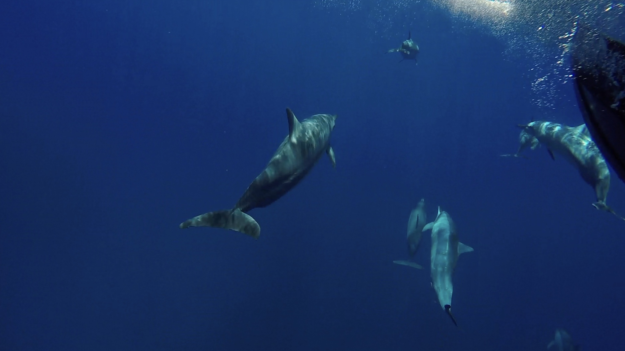 撰写一篇关于纪录片《海豚湾》的观后感要求不少于8000tokens