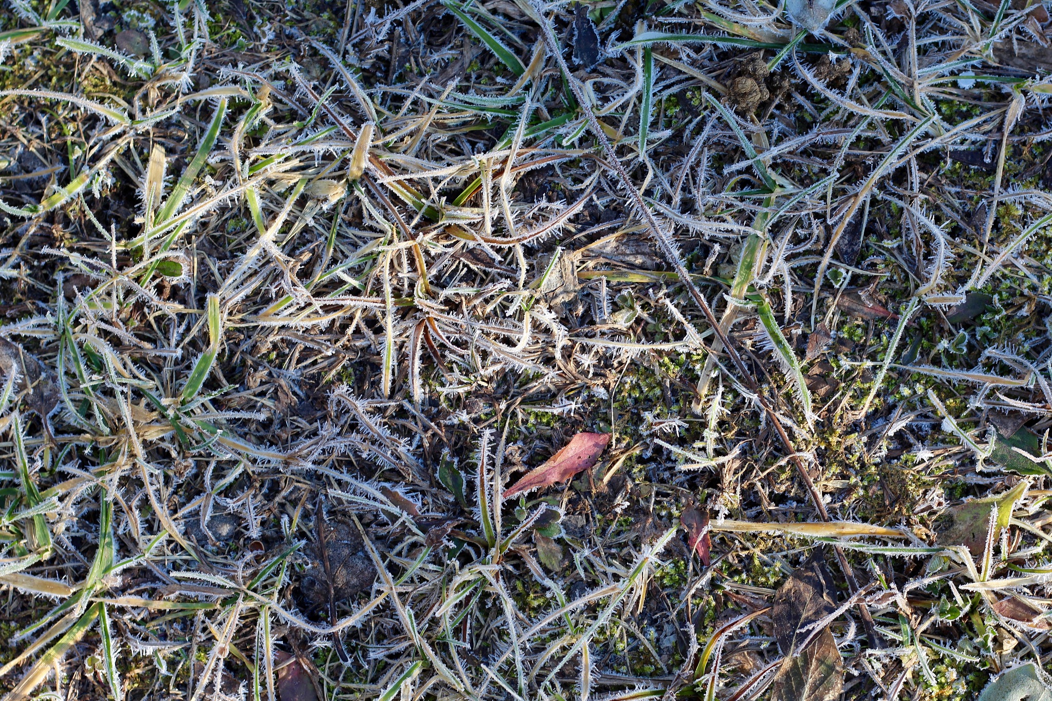 In order to address the problems of contradictions in our research we have introduced a new approach to evaluate the impact of spring frost on crop yield loss We have defined the intensity of spring f