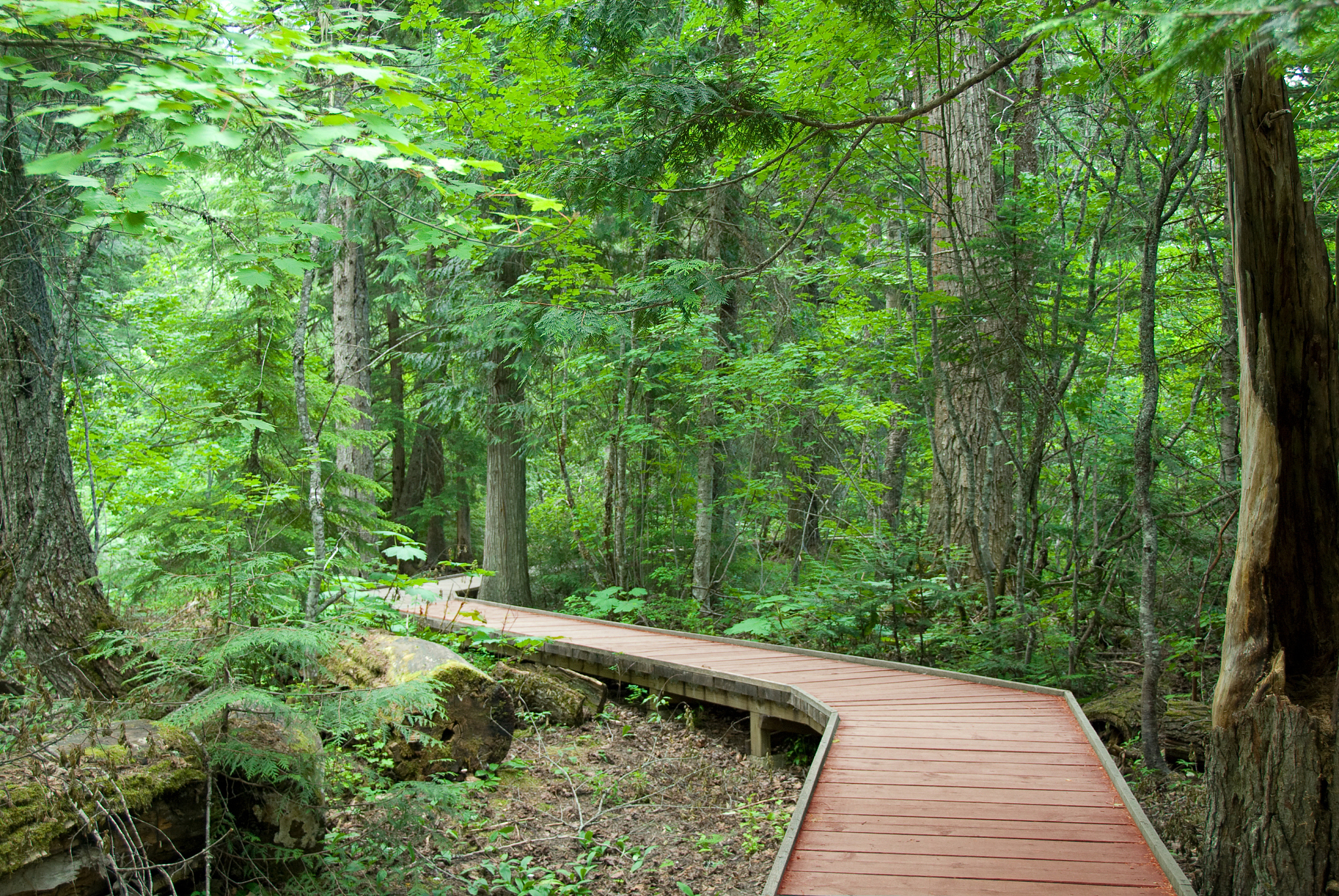 森林生态旅游专科课程有哪些？