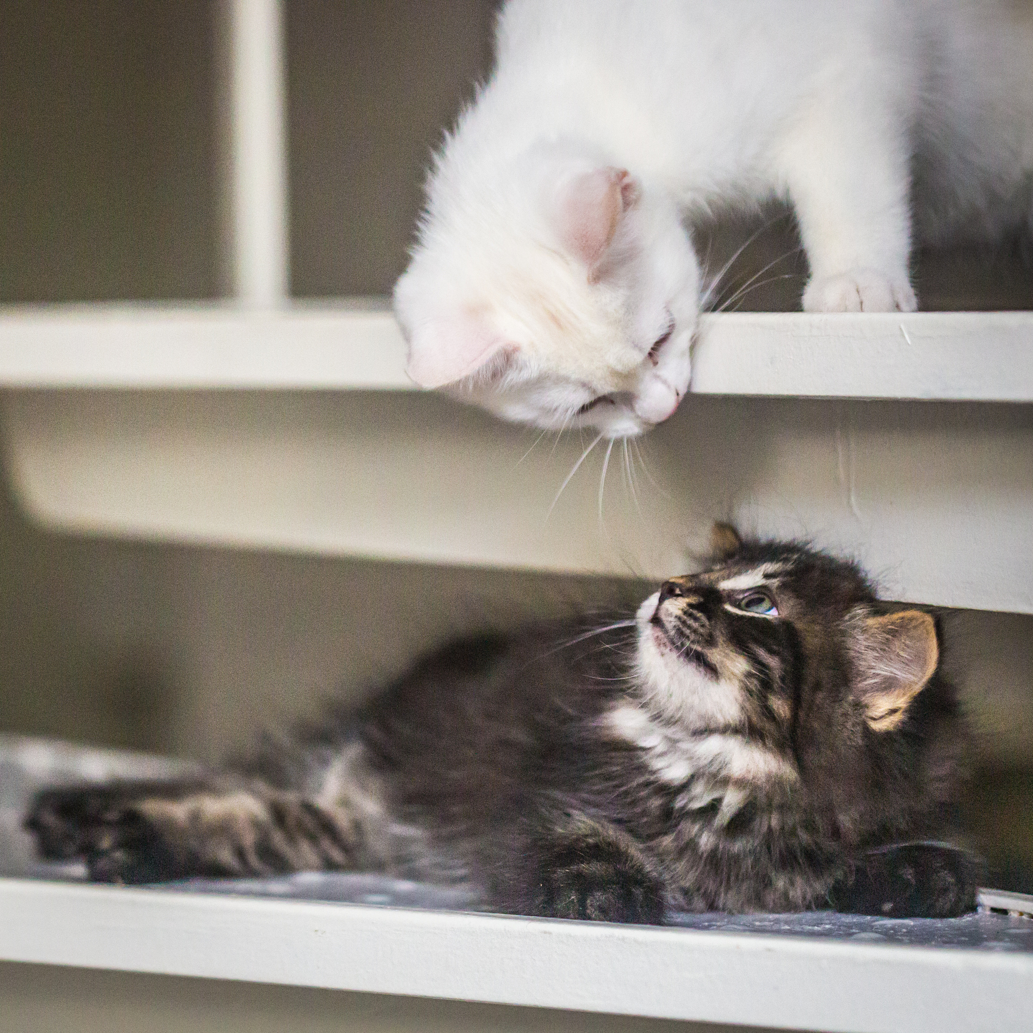 萌猫日常！🐾 可爱、搞笑、暖心瞬间，等你来点赞！
