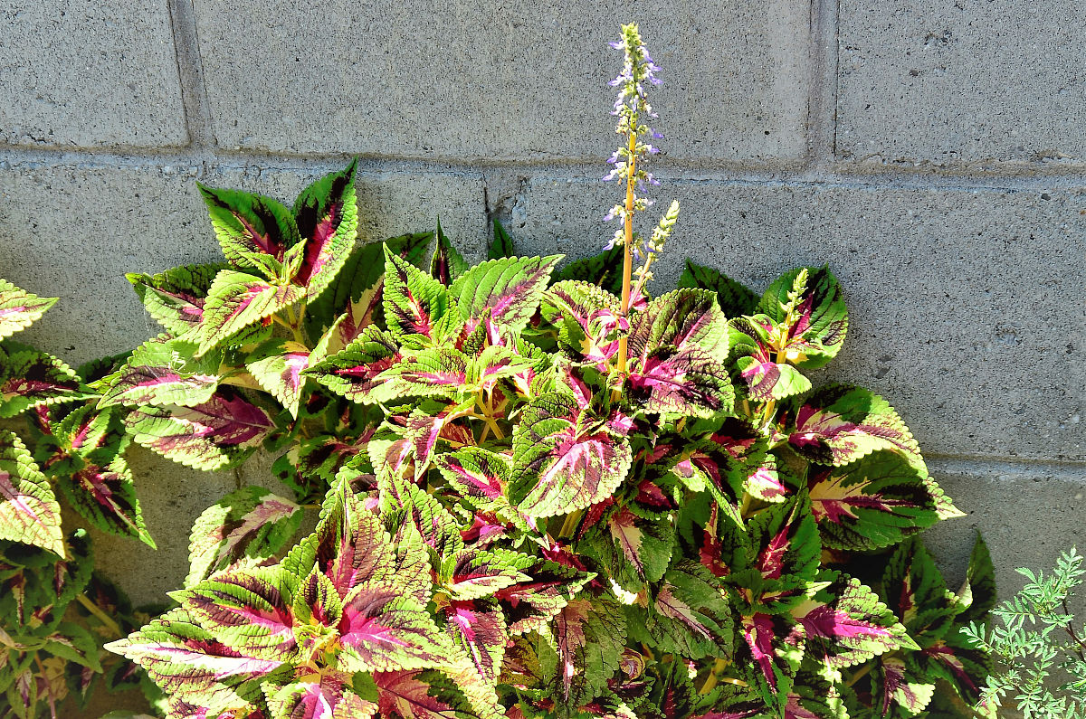 写一份三千字的黄芩育种计划书