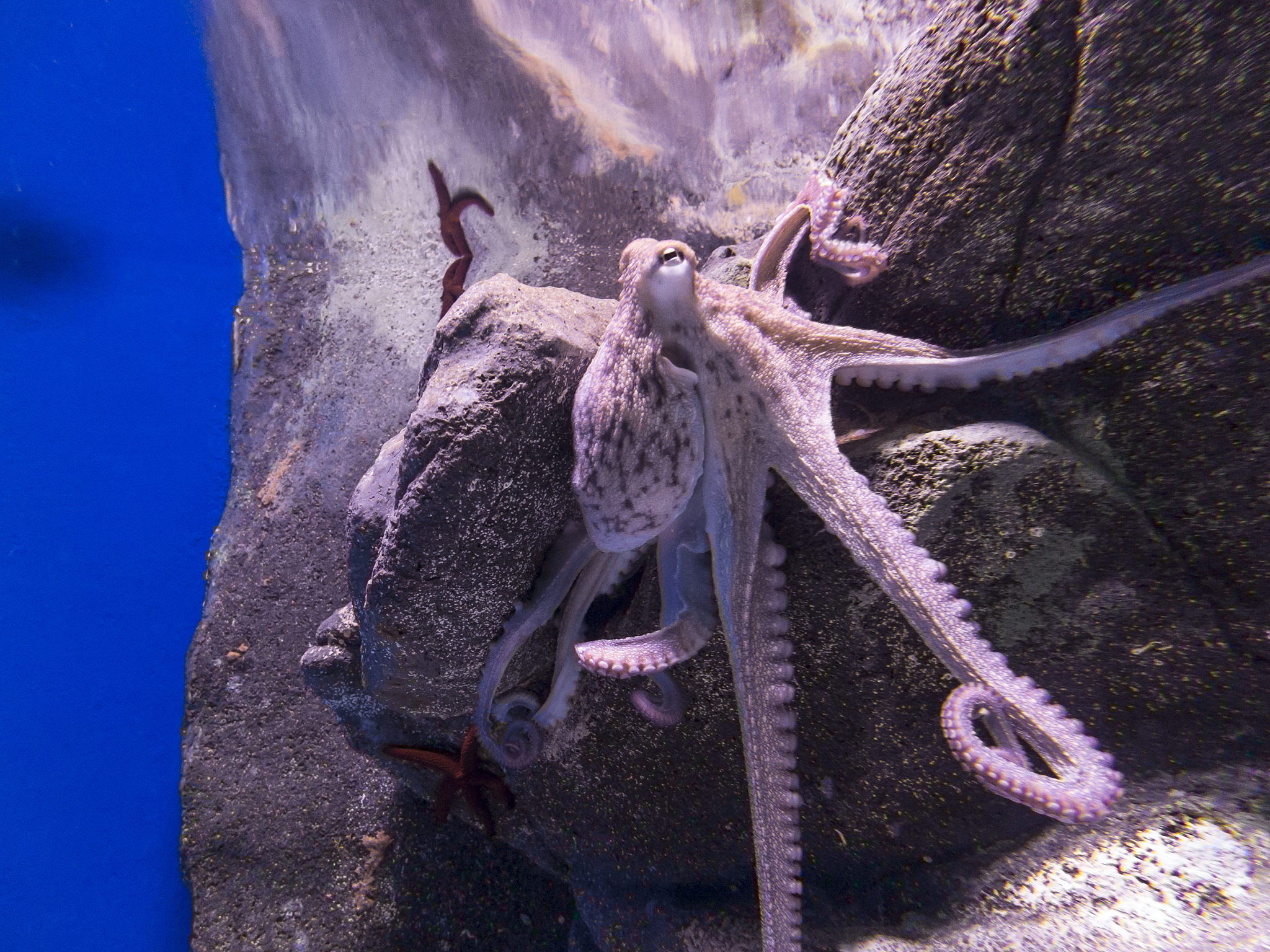 章鱼都有哪些古称