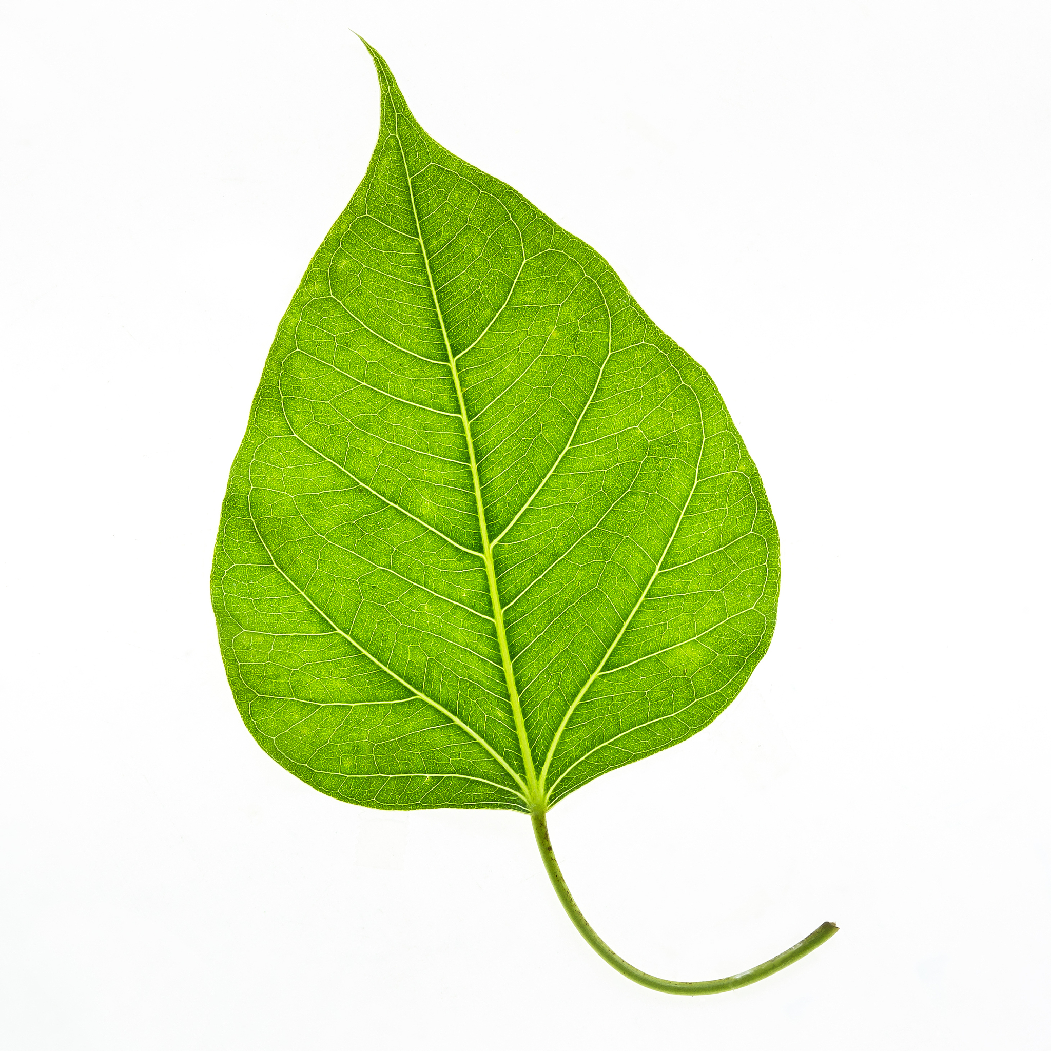 bodhi leaf