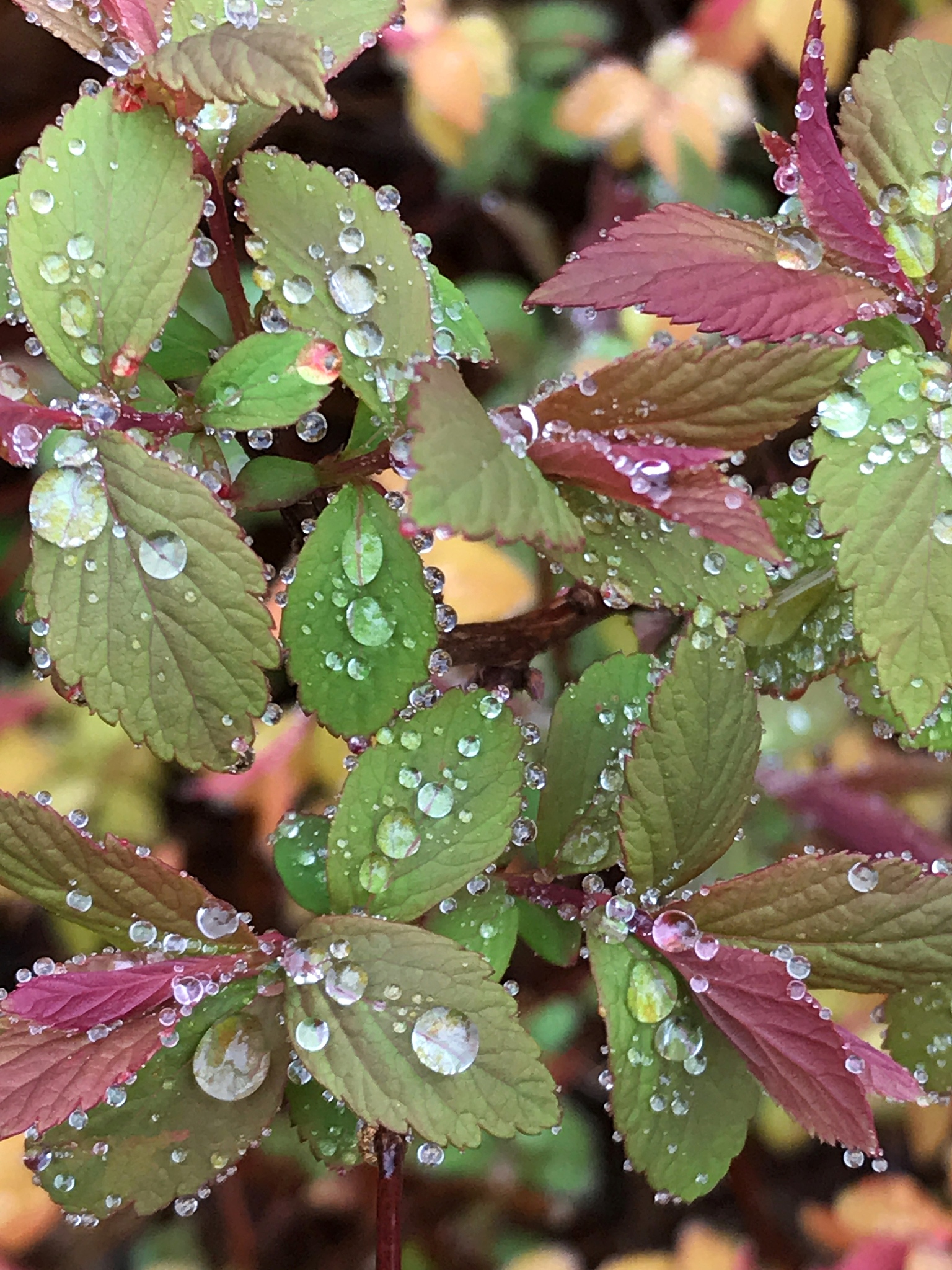 叶雨名字含义：寓意和象征