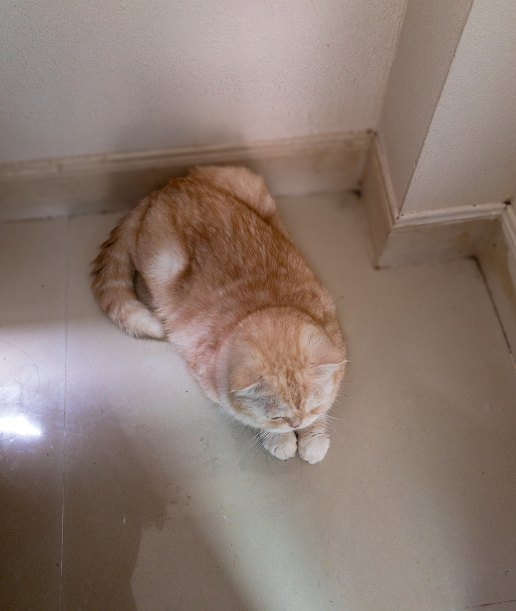 1200字小猫咪为什么喜欢守在洗手间门口？