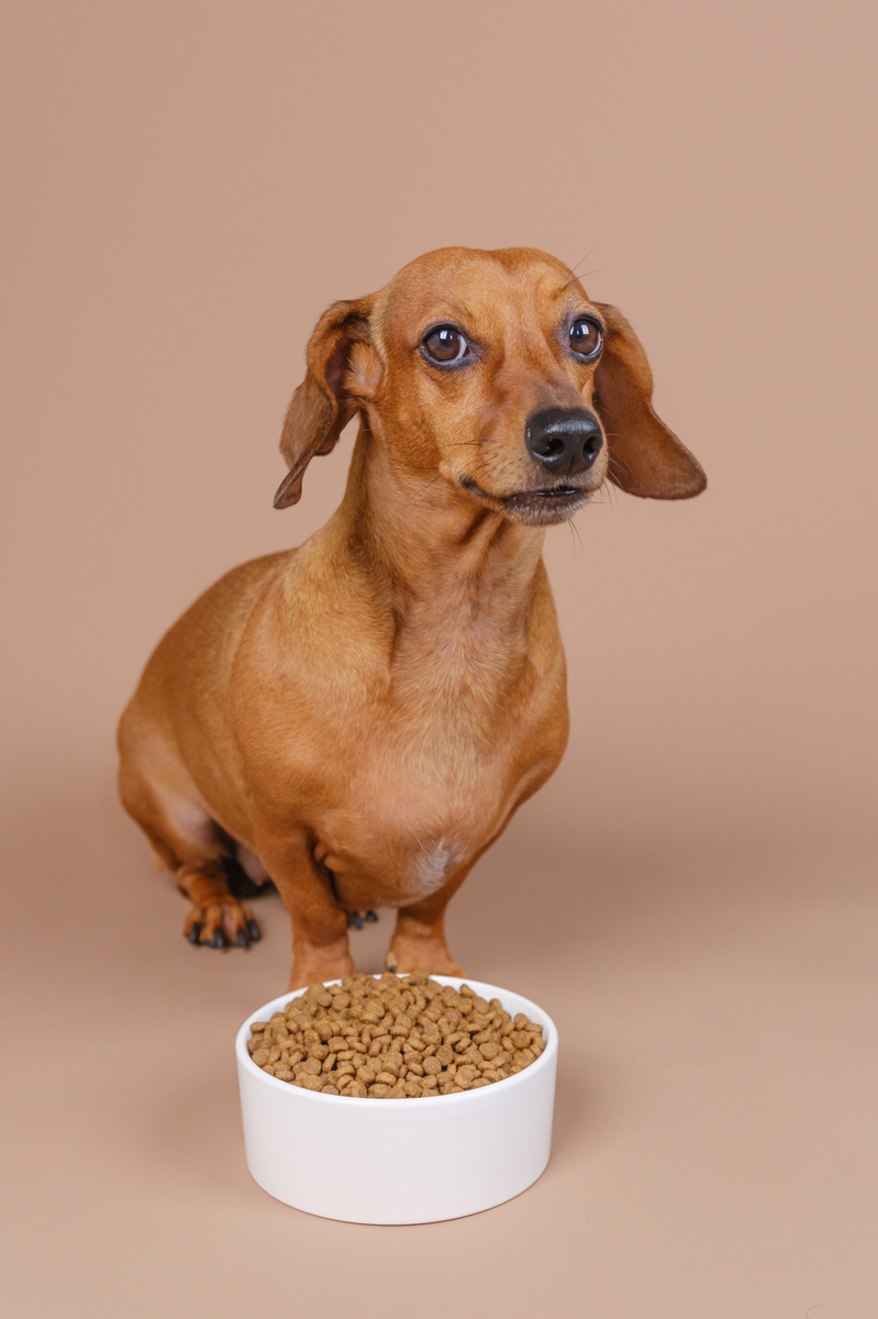 狗粮成分解析：了解你的狗狗需要什么