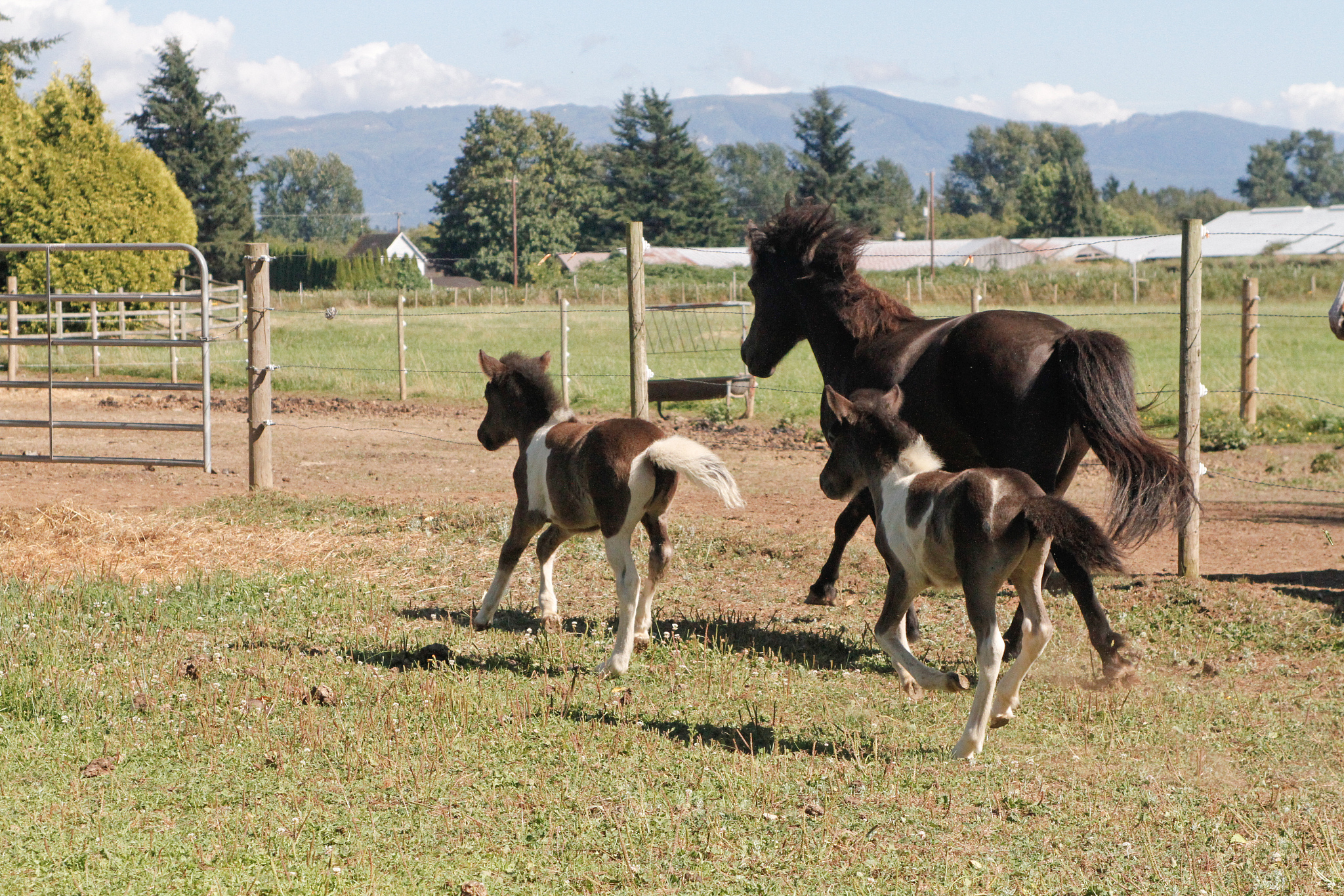 running horses