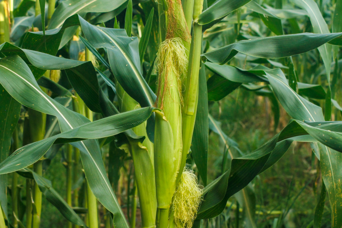 农1233的玉米种子产量怎么样抗倒伏吗？起虫子吗？帮我用100字详细描述