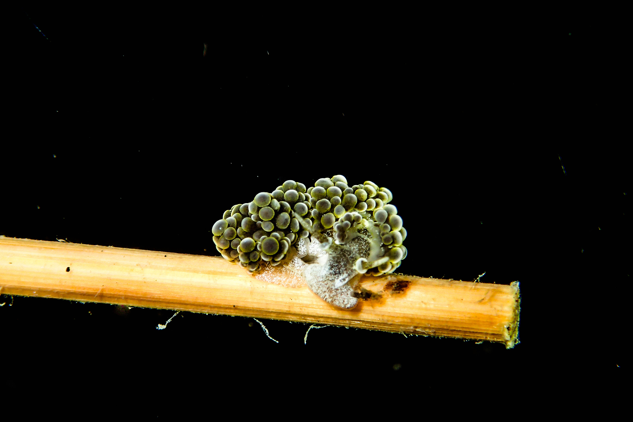 水雷搜索方法