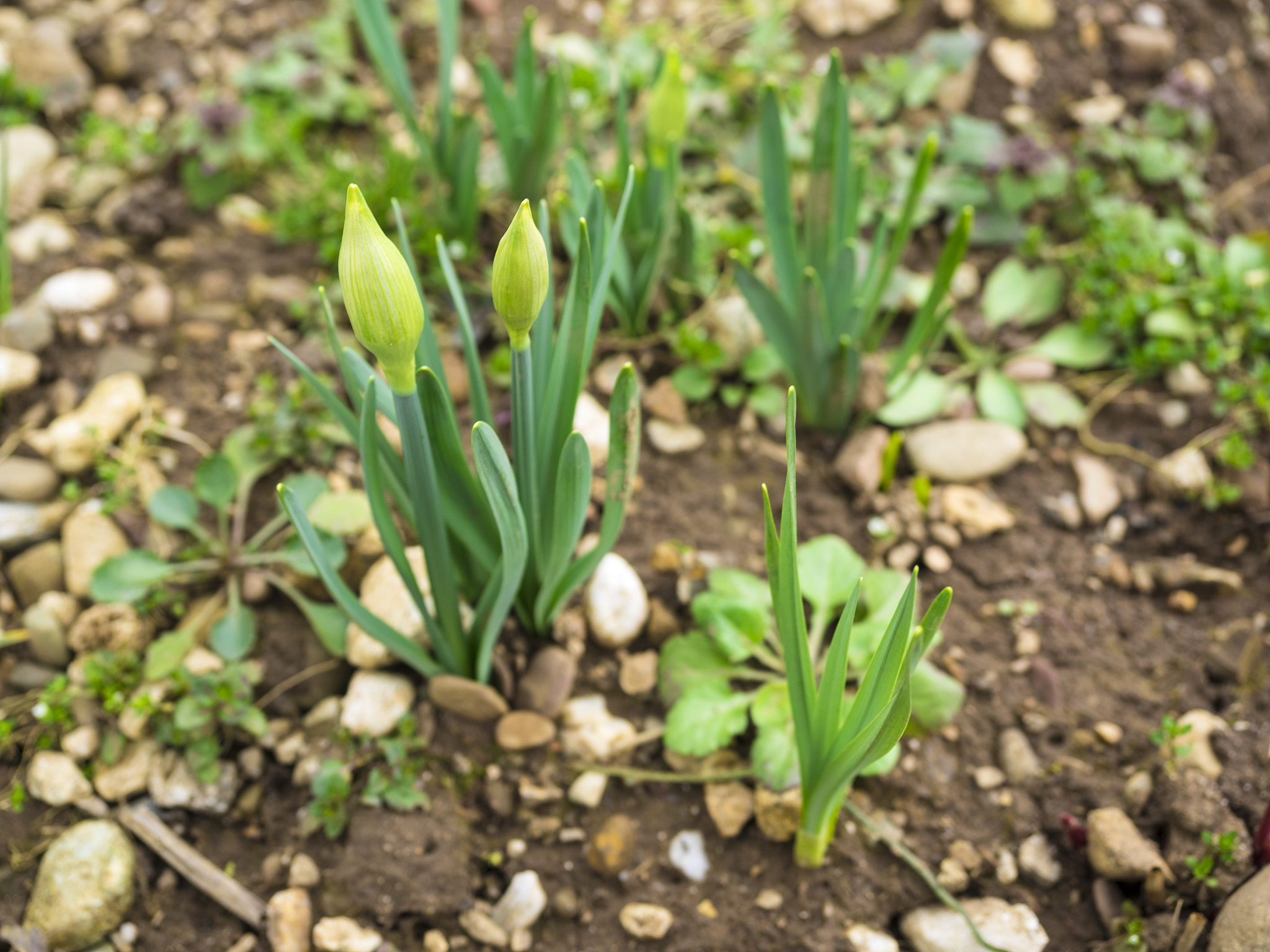 spring at small gardens in ljubljana, slovenia