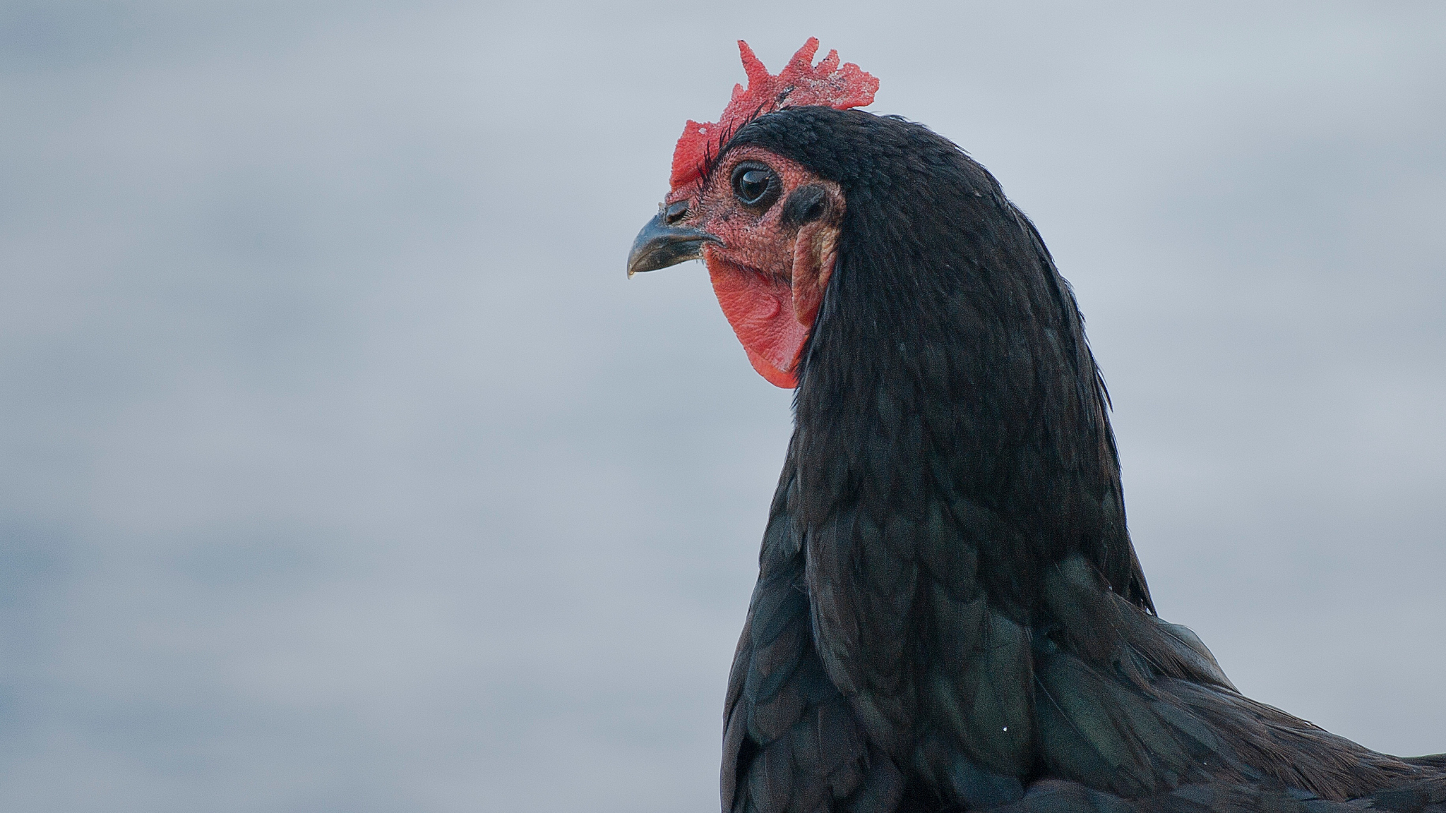 chicken